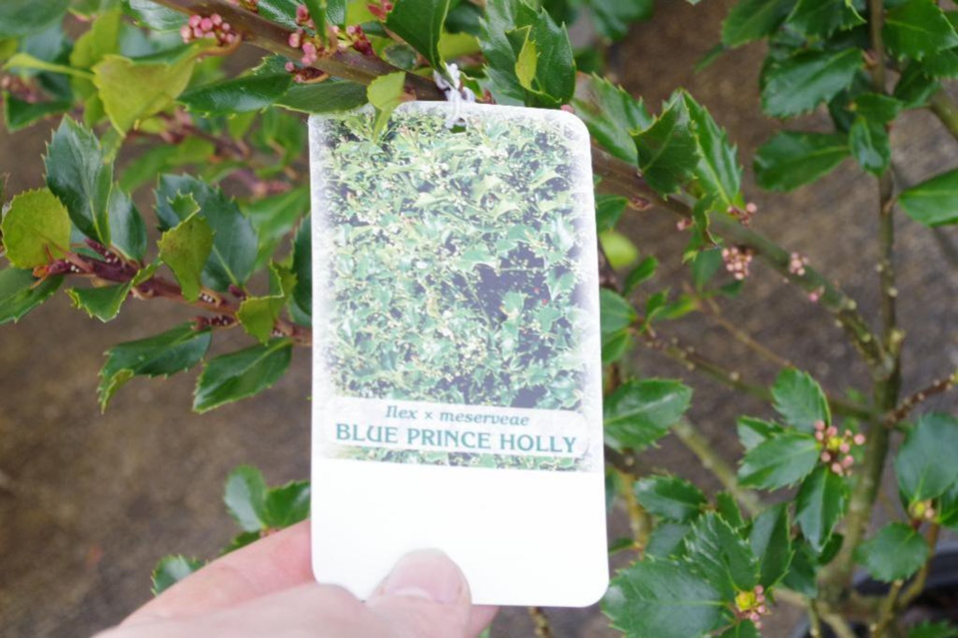 (4) Blue Prince Holly Plants - Image 2 of 3