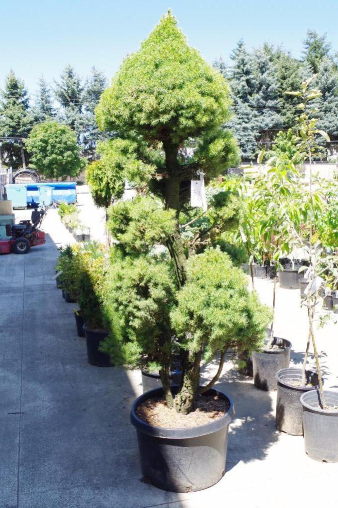 Dwarf Alberta Spruce