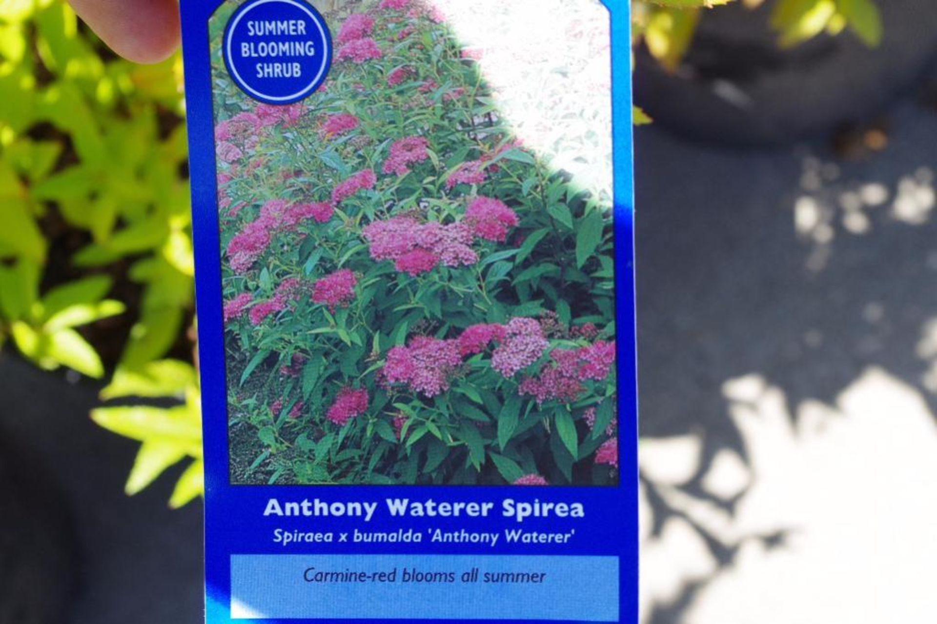 (3) Anthony Waterer Spirea - Image 2 of 3