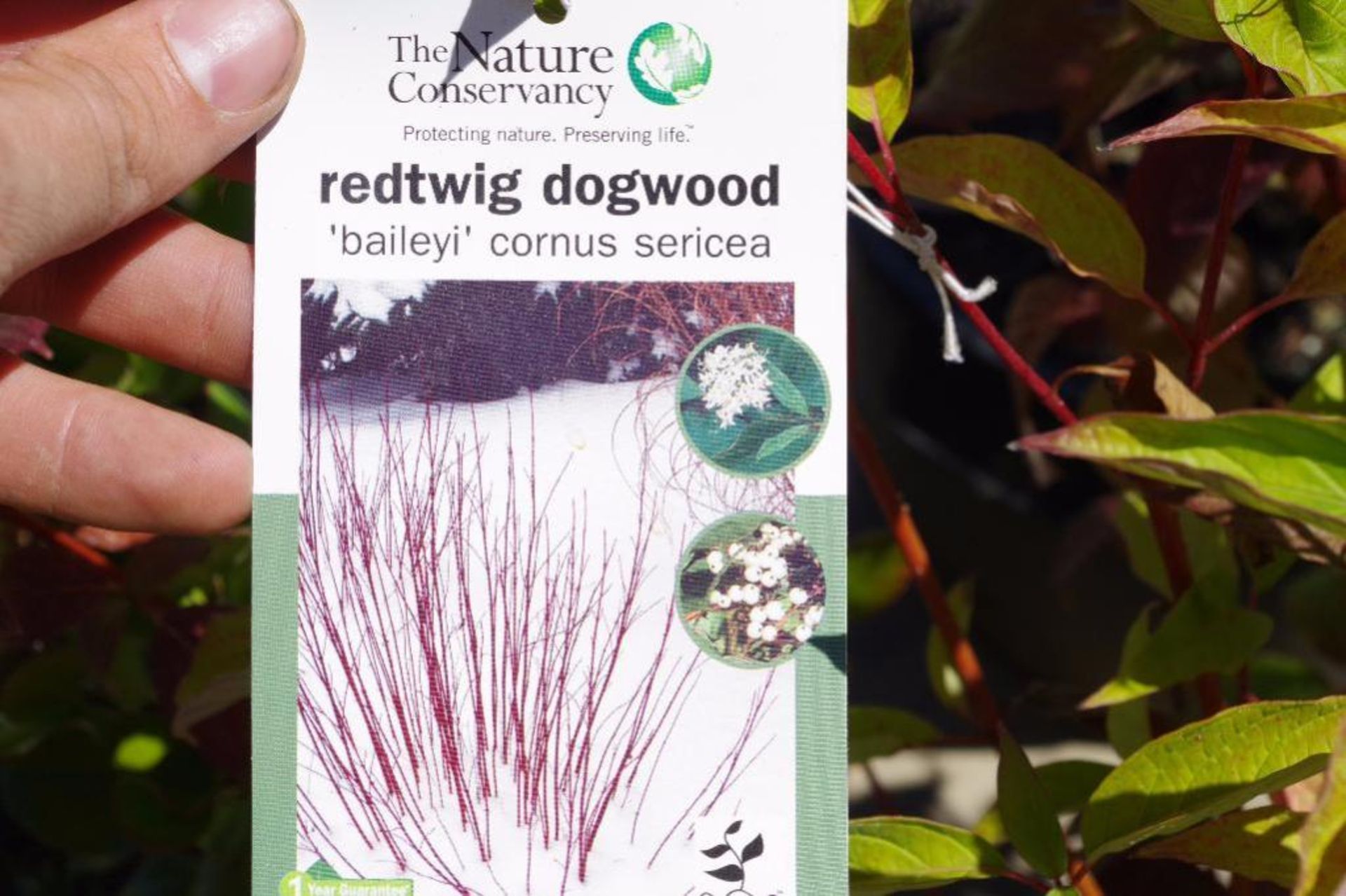 (2) Redtwig Dogwood - Image 2 of 3