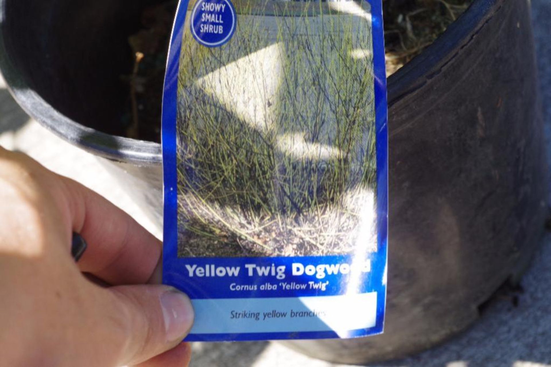 (4) Yellow Twig Dogwood - Image 2 of 3