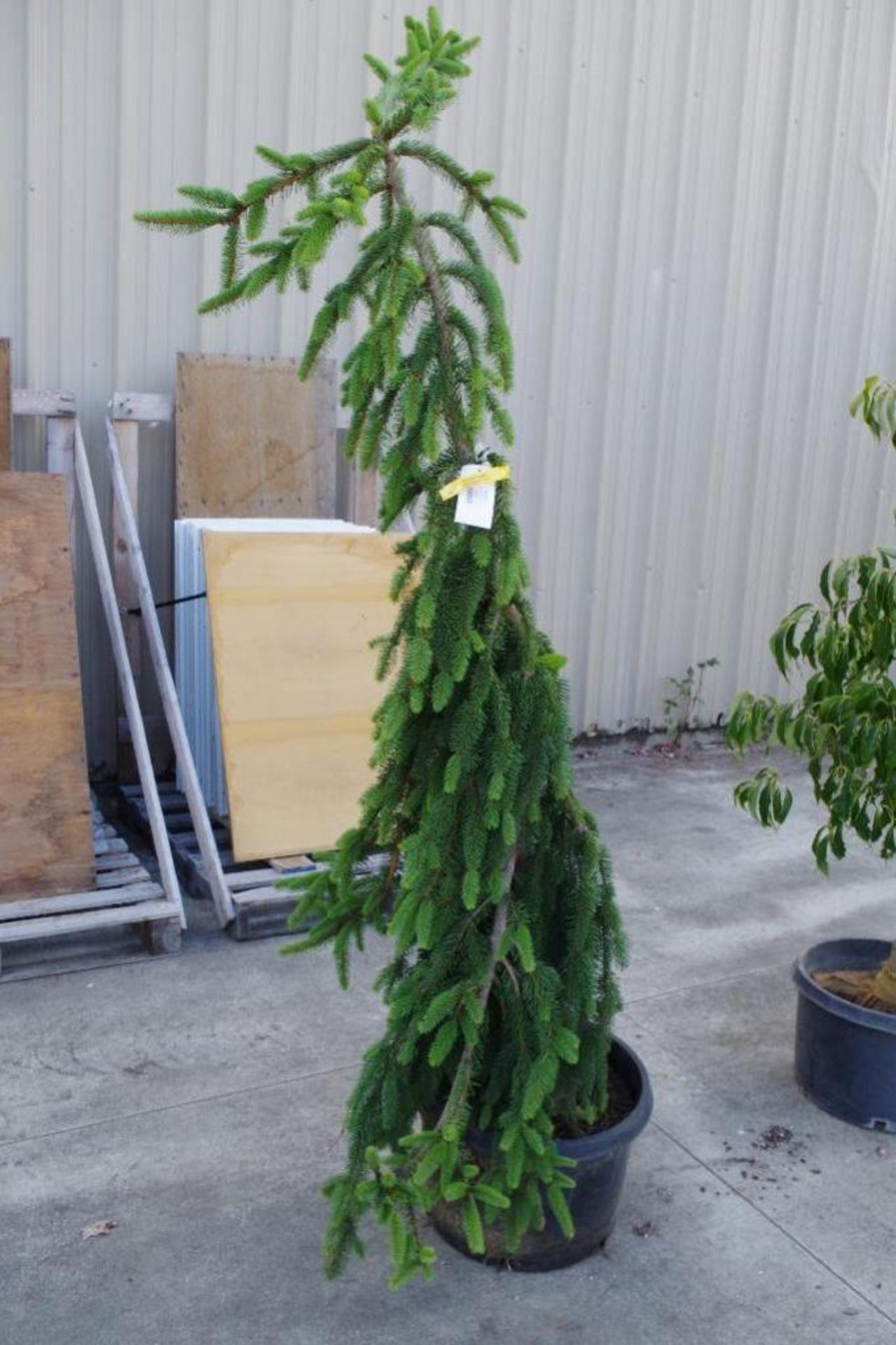 Premium PICEA ABIES Pendula Weeping Norway Spruce, 74"H - Image 3 of 3