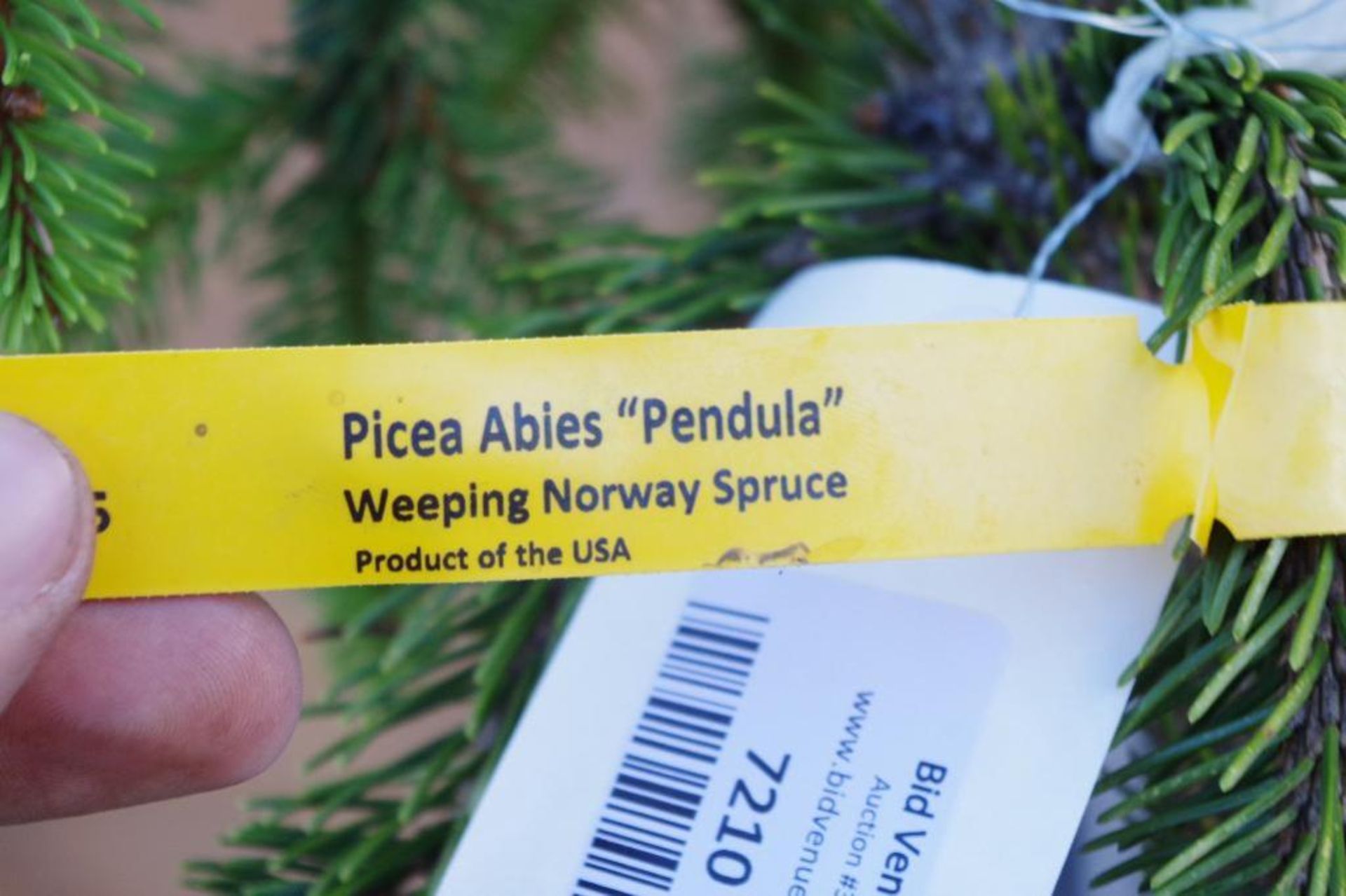 Premium PICEA ABIES Pendula Weeping Norway Spruce, 74"H - Image 2 of 3