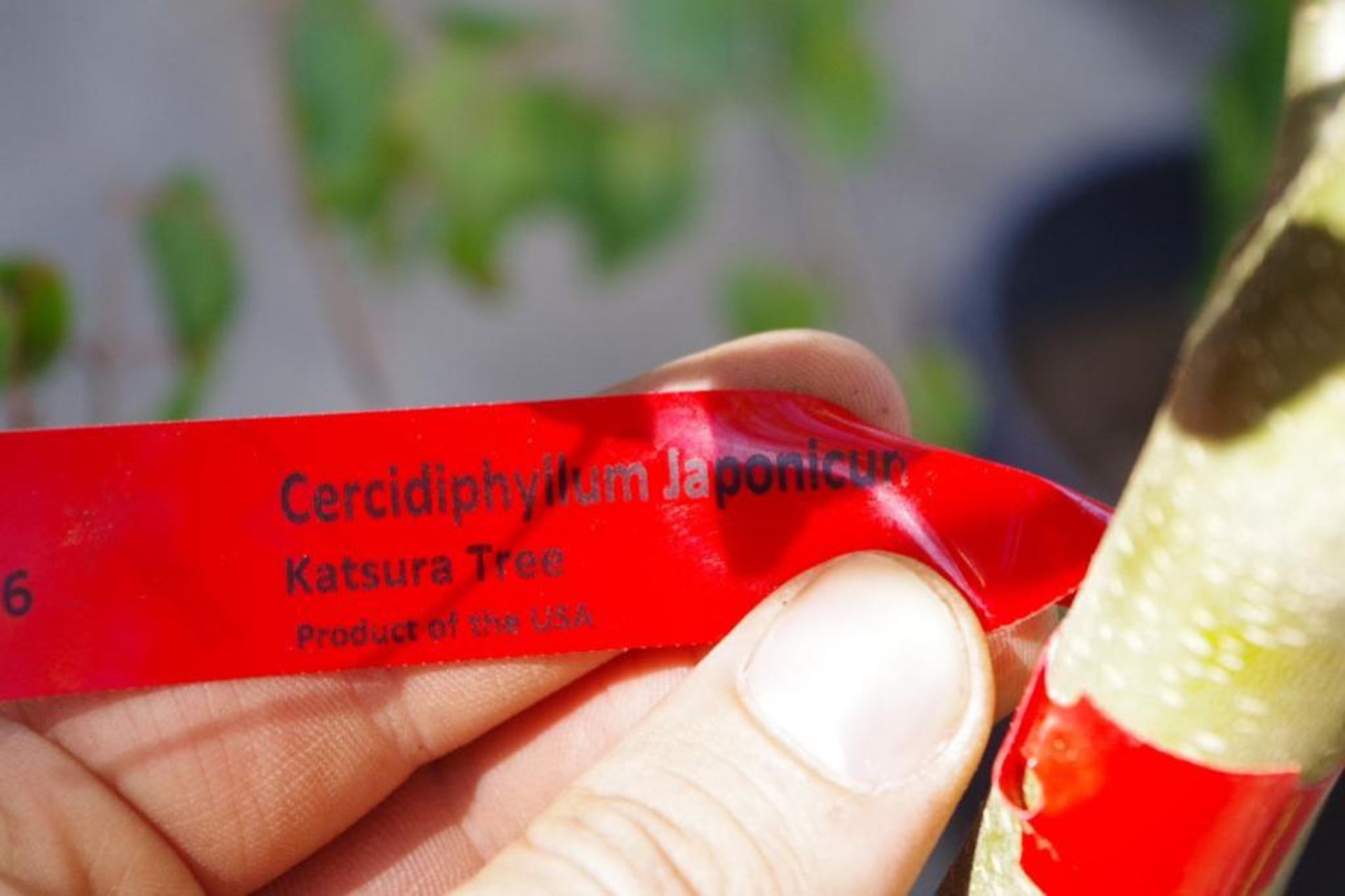 Premium CERCIDIPHYLLUM JAPONICUR Katsura Tree, 88"H, Product of USA - Image 2 of 3