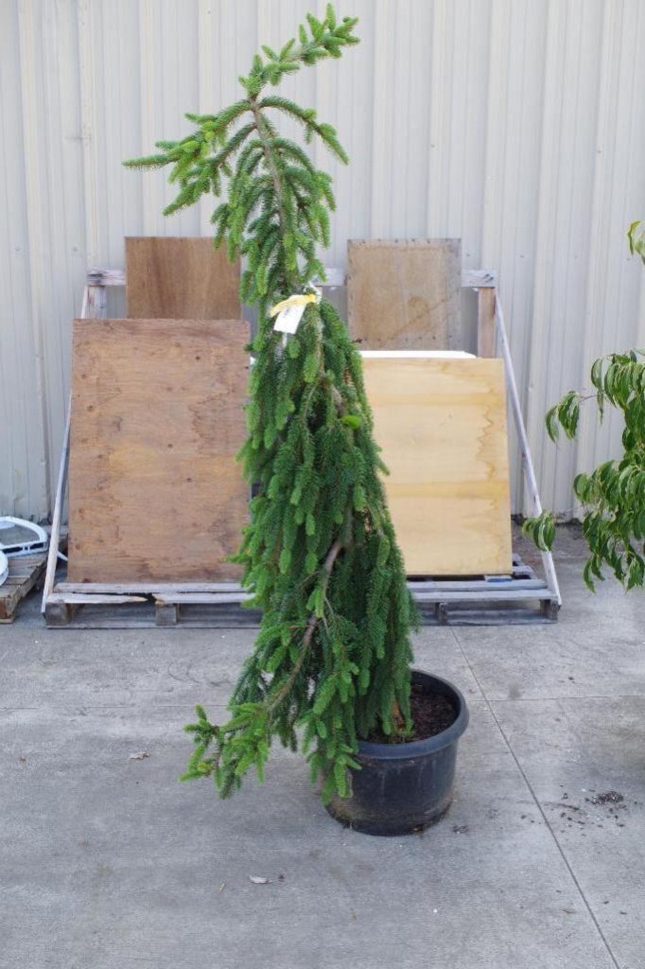 Premium PICEA ABIES Pendula Weeping Norway Spruce, 74"H