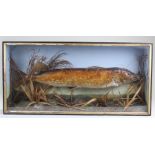 Early 20th Century taxidermy stuffed pike, in a glazed front case enclosing the pike with reeds