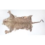 Cheetah skin in the form of a rug. from nose to base of tail 140cms.