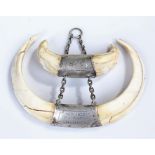 Hunting trophy, the tusks with white metal plaques H.C.C. and 14. VI. 1935 SAUPARK ANTONSTAL, 13cm