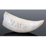 19th Century Fijian whales tooth, with the etched lettering V M and a star, 16cm long