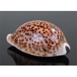 Cowrie shell snuff box of small proportions with brass foliate decorated lid. 6cm across