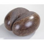 Coco de Mer nut (Lodoicea maldivica) of typical form, 22cm long
