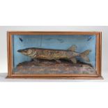 Early 20th Century taxidermy pike, housed within a glass cabinet on a natural base, 71cm long