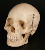 Mediziner-Schädel - anatomisch korrekte Replik eines menschlichen Schädels, Kalotte abnehmbar,