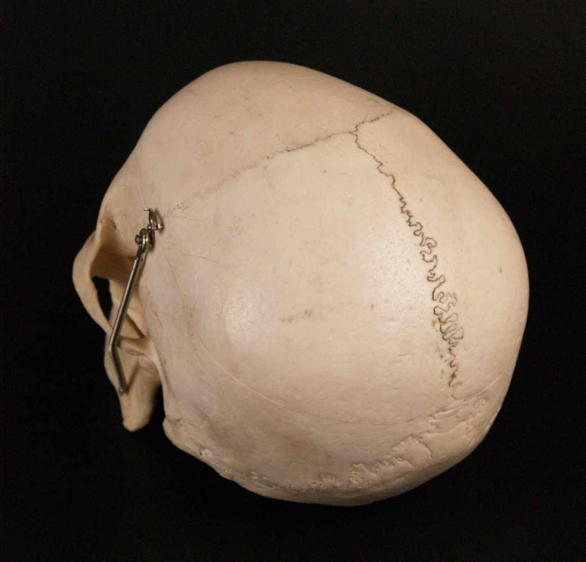 Mediziner-Schädel - anatomisch korrekte Replik eines menschlichen Schädels, Kalotte abnehmbar, - Bild 3 aus 4