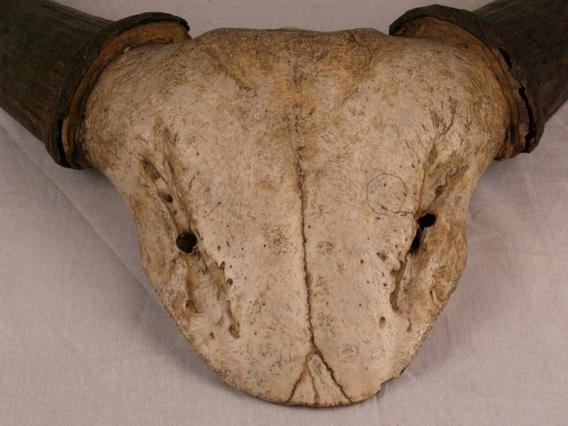 Jagdtrophäe - Wasserbüffel, älter, ca.45x58x27,5cm - Bild 2 aus 5