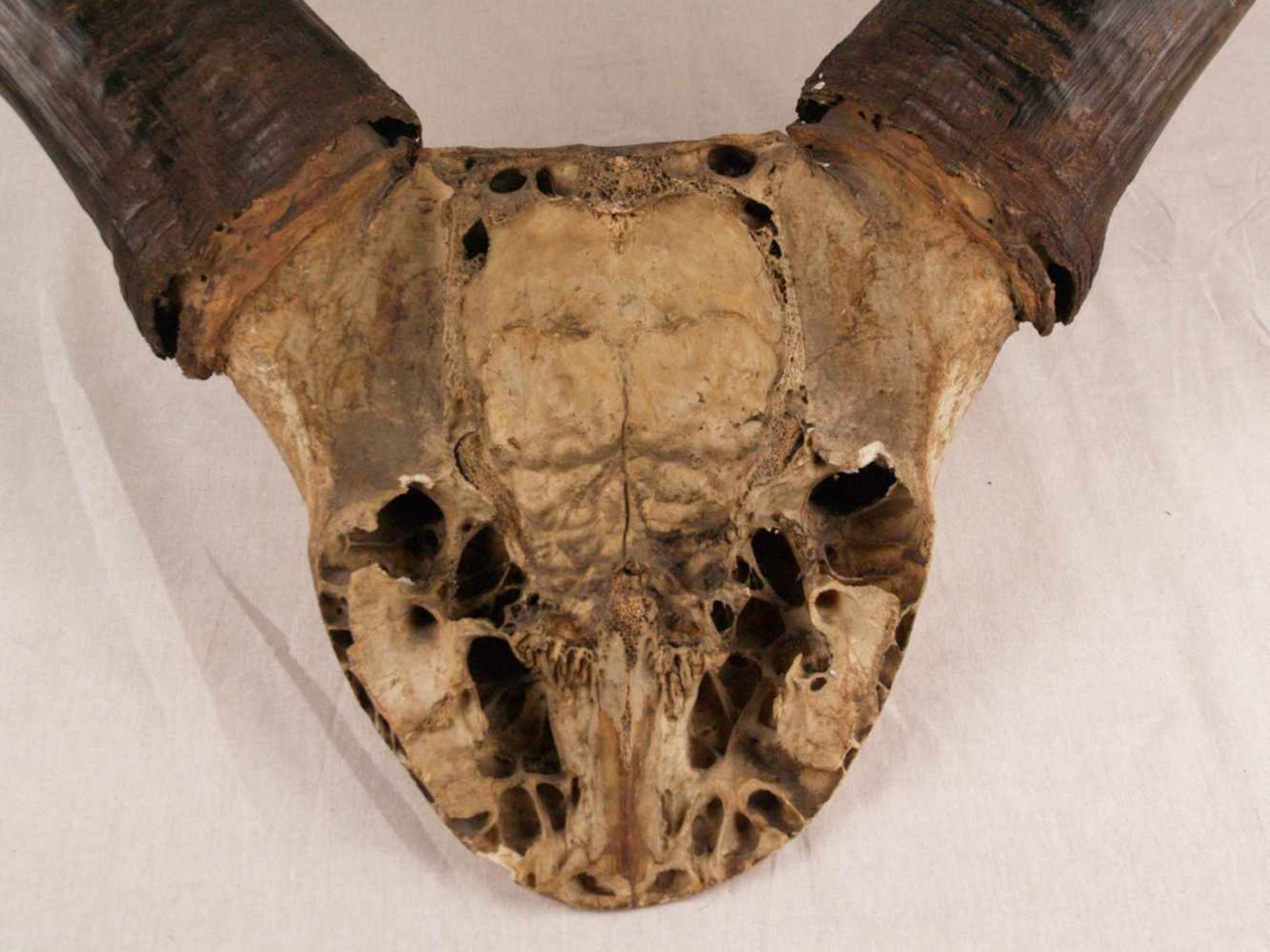 Jagdtrophäe - Wasserbüffel, älter, ca.45x58x27,5cm - Bild 5 aus 5
