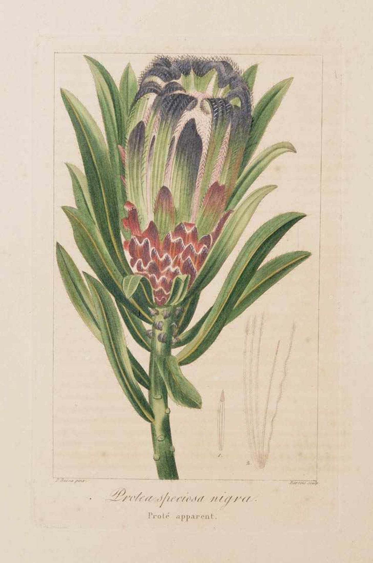 Bessa, Pancrace, 1772 - 1846 Schüler von Redouté. Fünf kolorierte Pflanzenstiche aus "Nouveau - Bild 2 aus 7