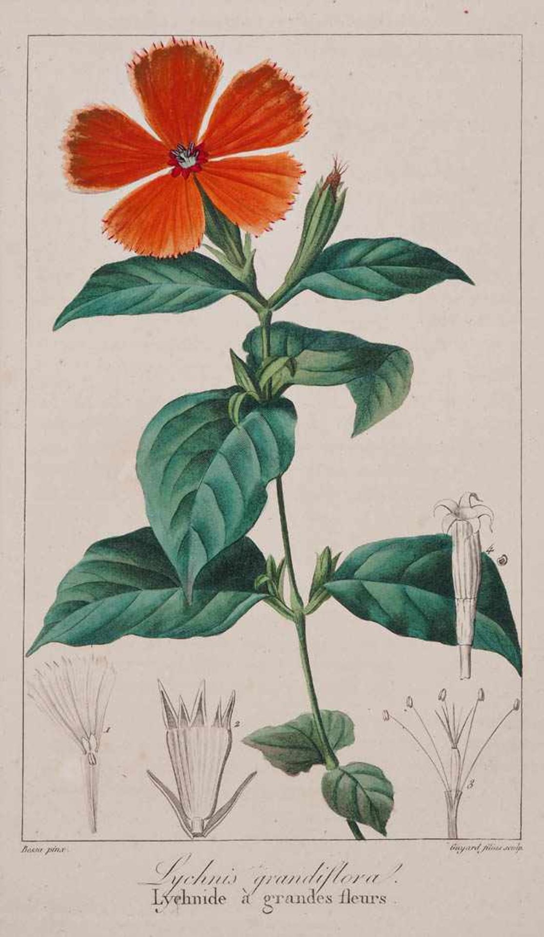 Bessa, Pancrace, 1772 - 1846 Schüler von Redouté, Sechs kolorierte Pflanzenstiche aus "Nouveau - Bild 3 aus 8