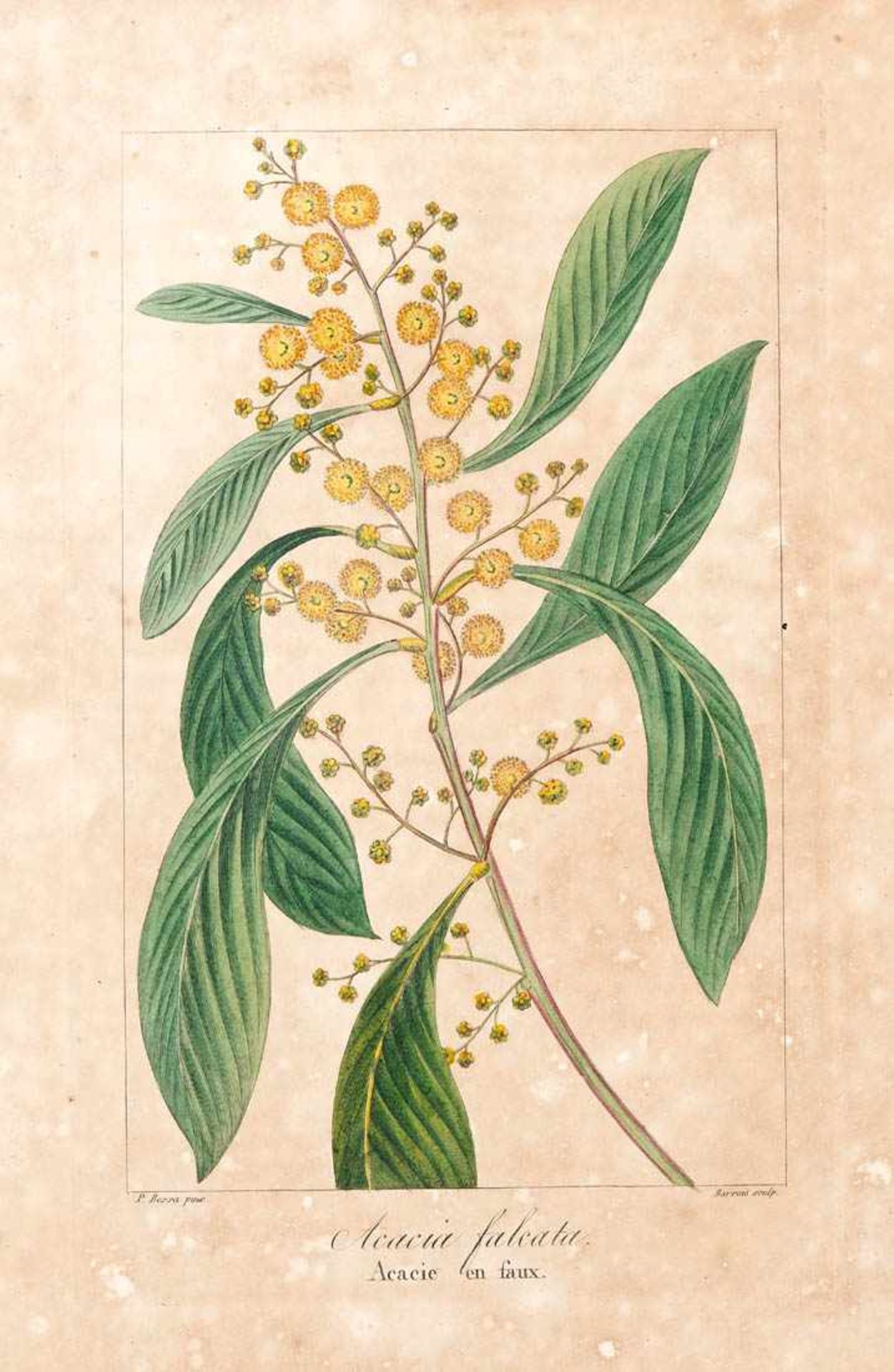 Bessa, Pancrace, 1772 - 1846 Schüler von Redouté. Fünf kolorierte Pflanzenstiche aus "Nouveau