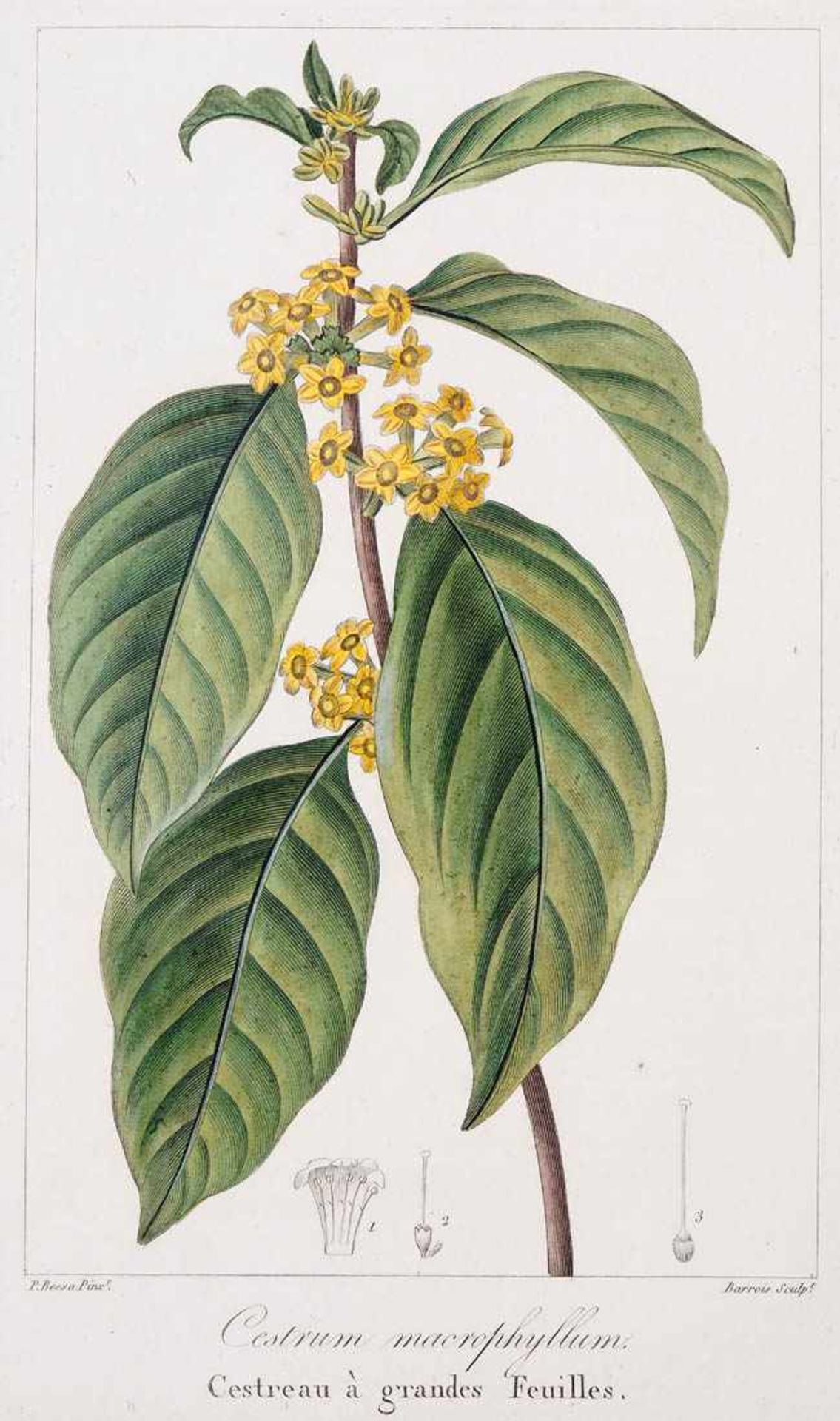 Bessa, Pancrace, 1772 - 1846 Schüler von Redouté, Sechs kolorierte Pflanzenstiche aus "Nouveau - Bild 5 aus 8