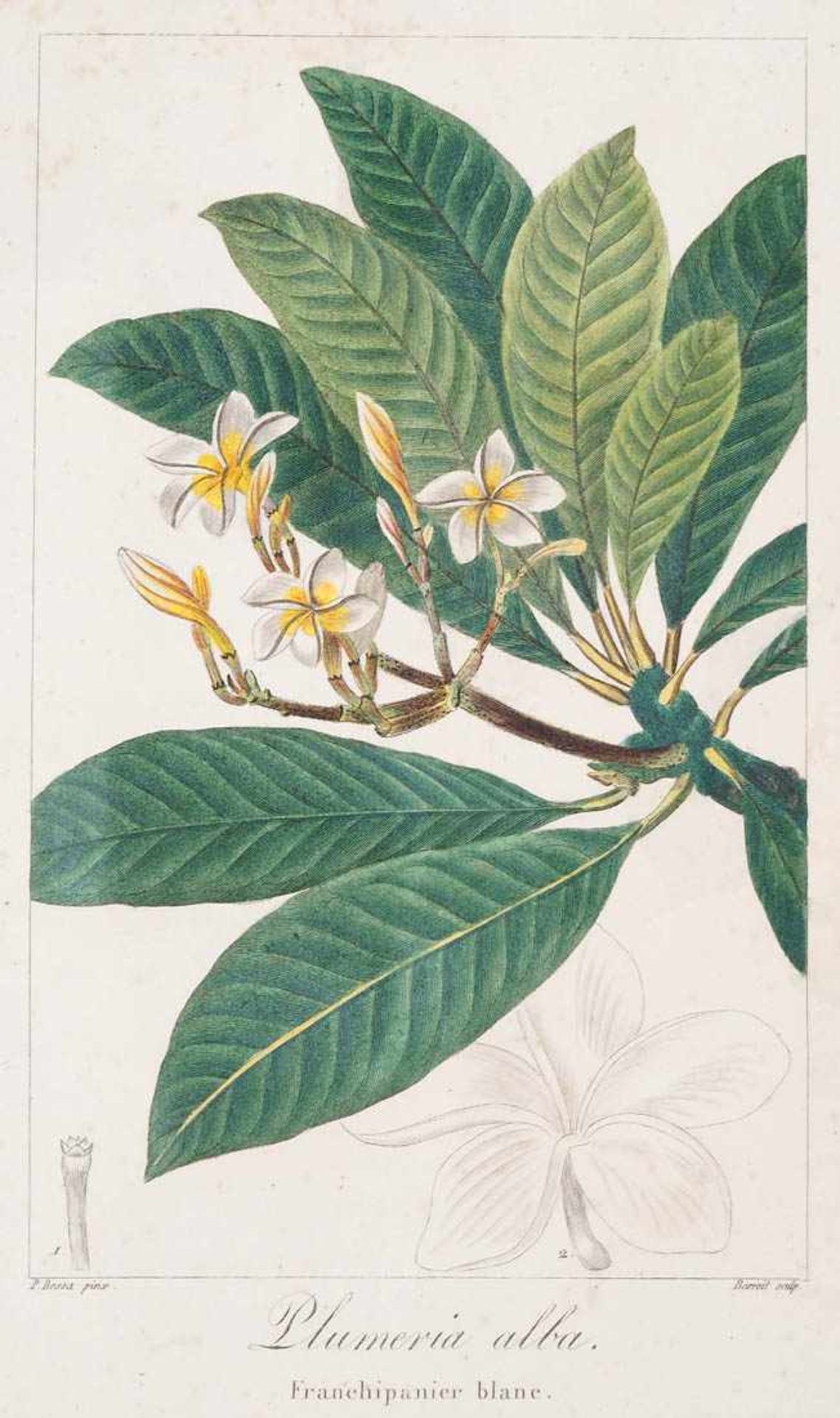 Bessa, Pancrace, 1772 - 1846 Schüler von Redouté, Sechs kolorierte Pflanzenstiche aus "Nouveau