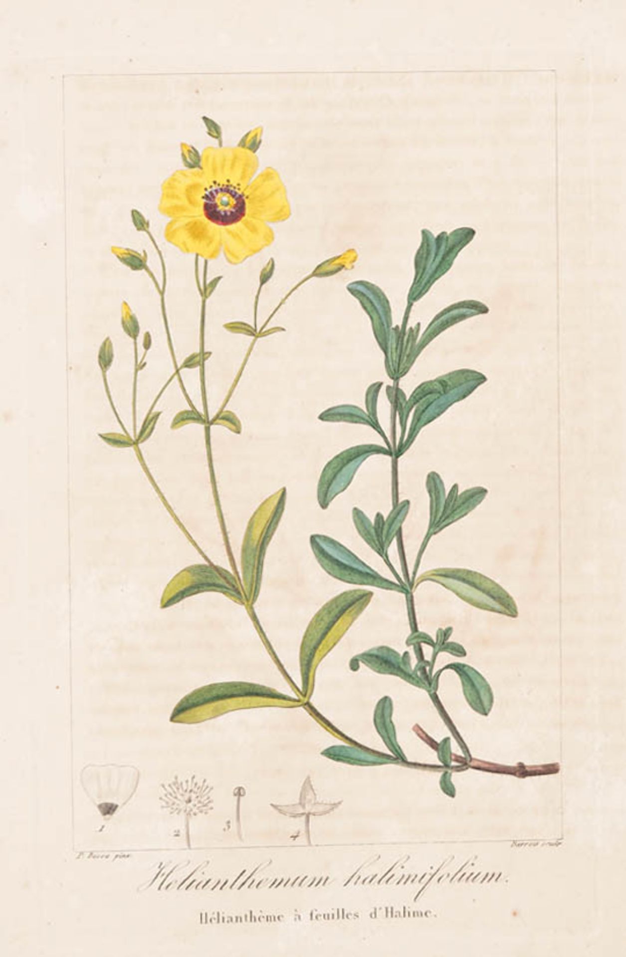 Bessa, Pancrace, 1772 - 1846 Schüler von Redouté. Fünf kolorierte Pflanzenstiche aus "Nouveau - Bild 3 aus 5