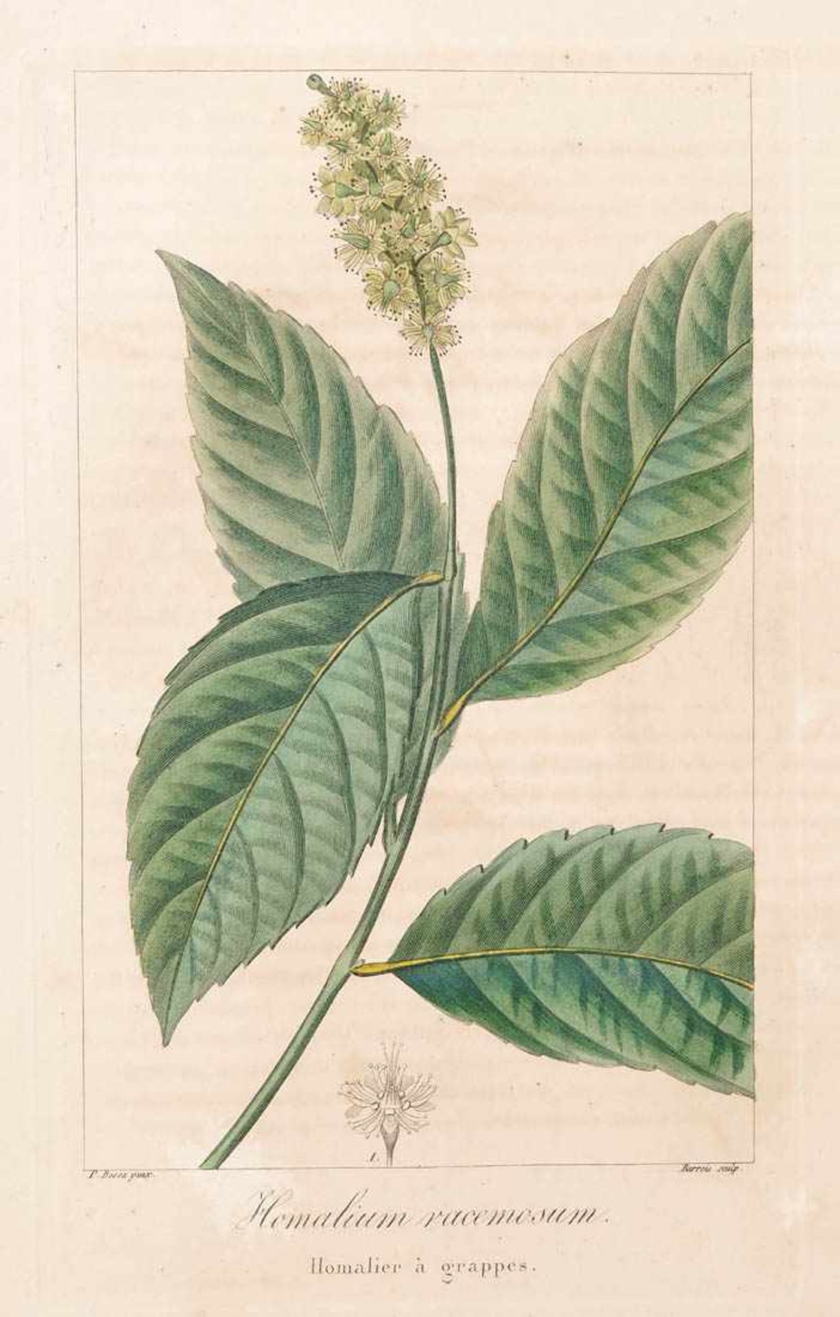 Bessa, Pancrace, 1772 - 1846 Schüler von Redouté. Fünf kolorierte Pflanzenstiche aus "Nouveau - Bild 2 aus 8