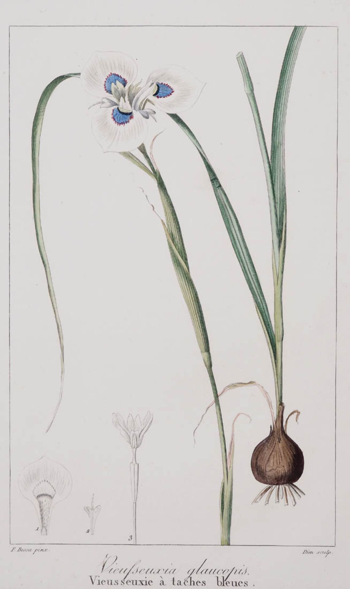 Bessa, Pancrace, 1772 - 1846 Schüler von Redouté, Sechs kolorierte Pflanzenstiche aus "Nouveau - Bild 2 aus 8