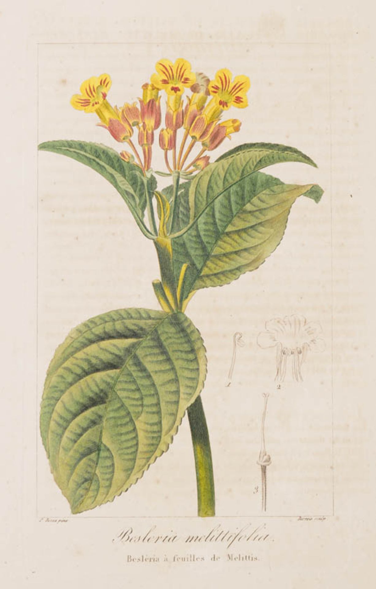 Bessa, Pancrace, 1772 - 1846 Schüler von Redouté. Fünf kolorierte Pflanzenstiche aus "Nouveau - Bild 2 aus 7