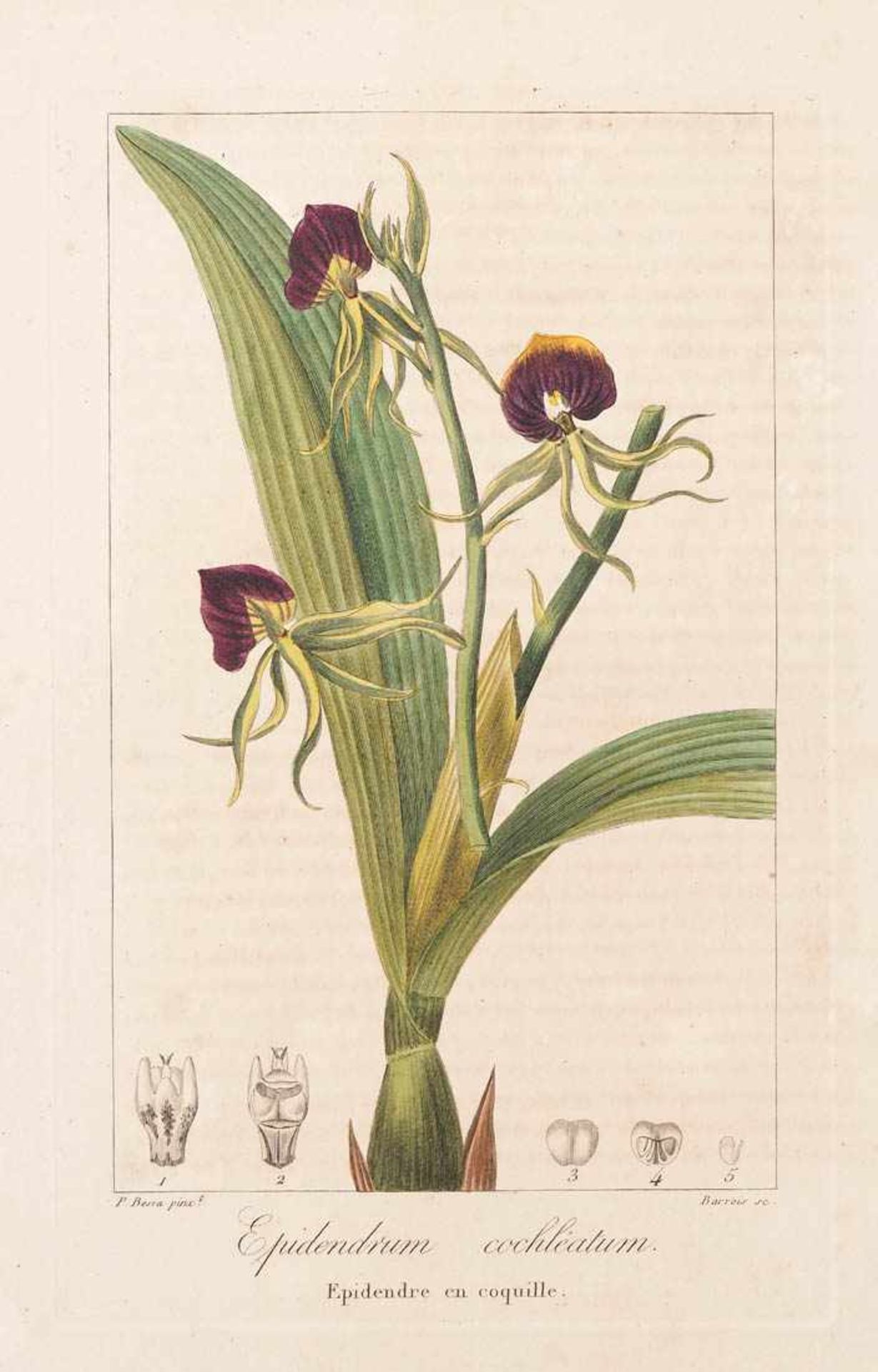 Bessa, Pancrace, 1772 - 1846 Schüler von Redouté. Fünf kolorierte Pflanzenstiche aus "Nouveau - Bild 5 aus 9