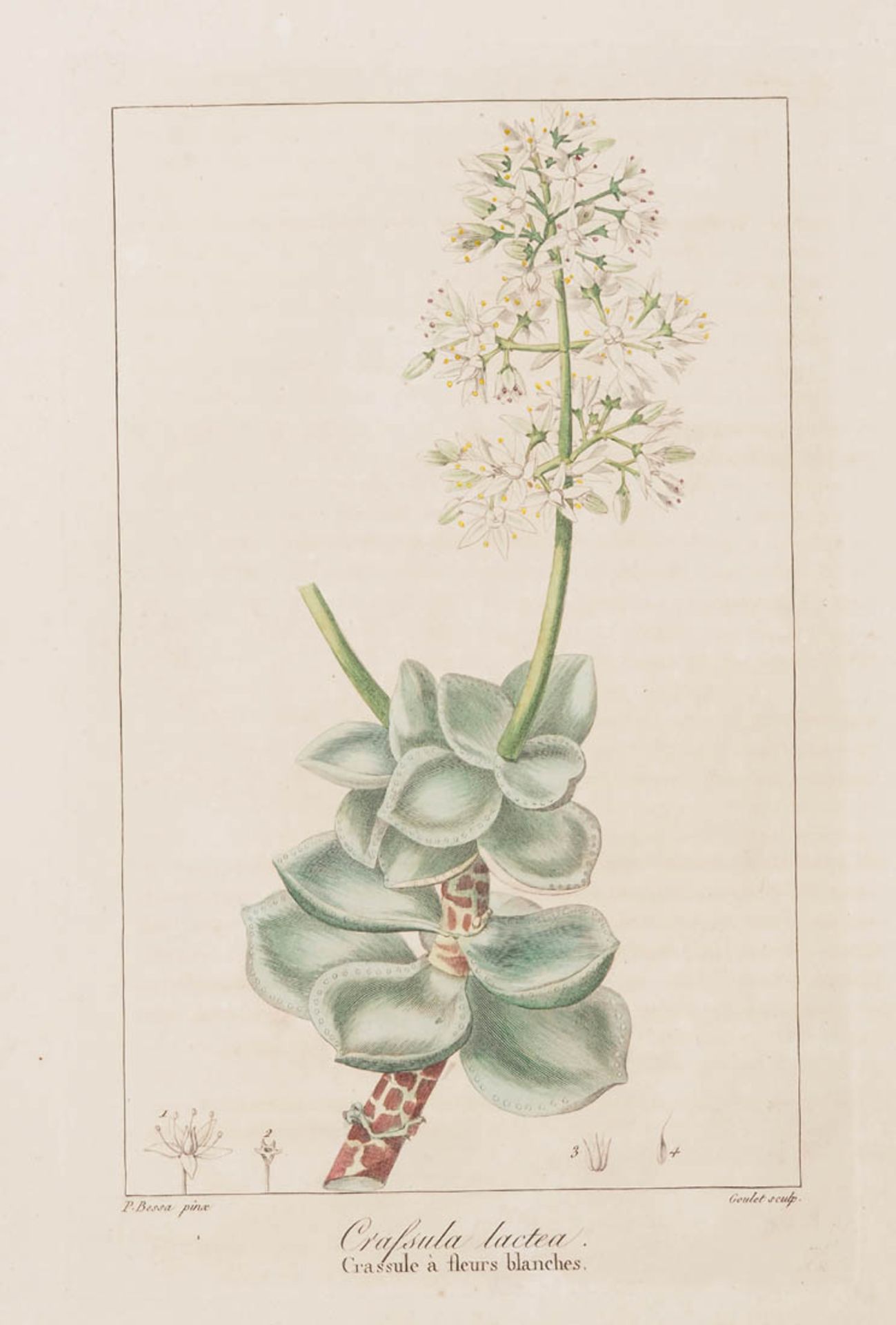 Bessa, Pancrace, 1772 - 1846 Schüler von Redouté. Fünf kolorierte Pflanzenstiche aus "Nouveau - Bild 4 aus 7