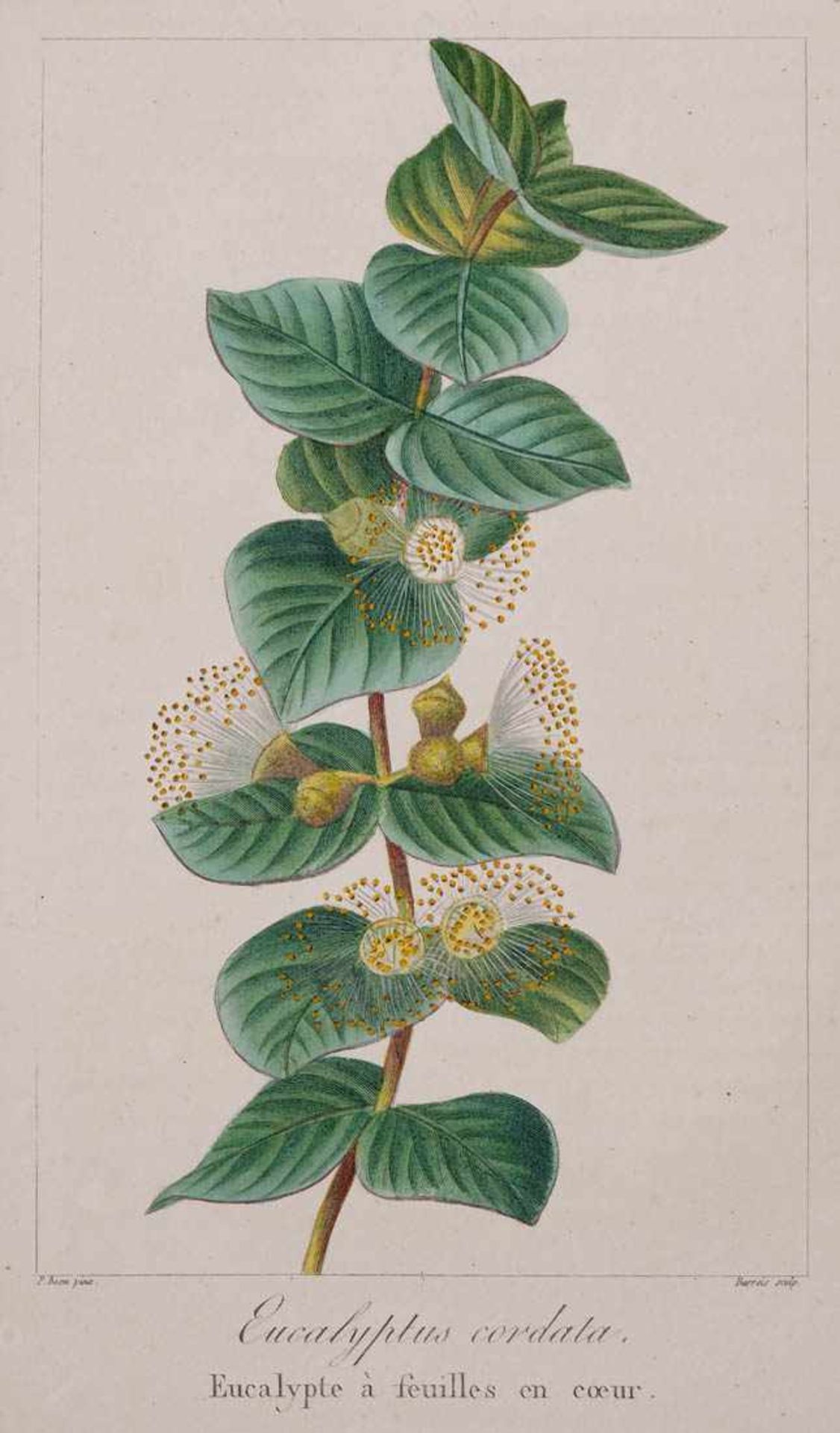 Bessa, Pancrace, 1772 - 1846 Schüler von Redouté, Sechs kolorierte Pflanzenstiche aus "Nouveau - Bild 8 aus 8