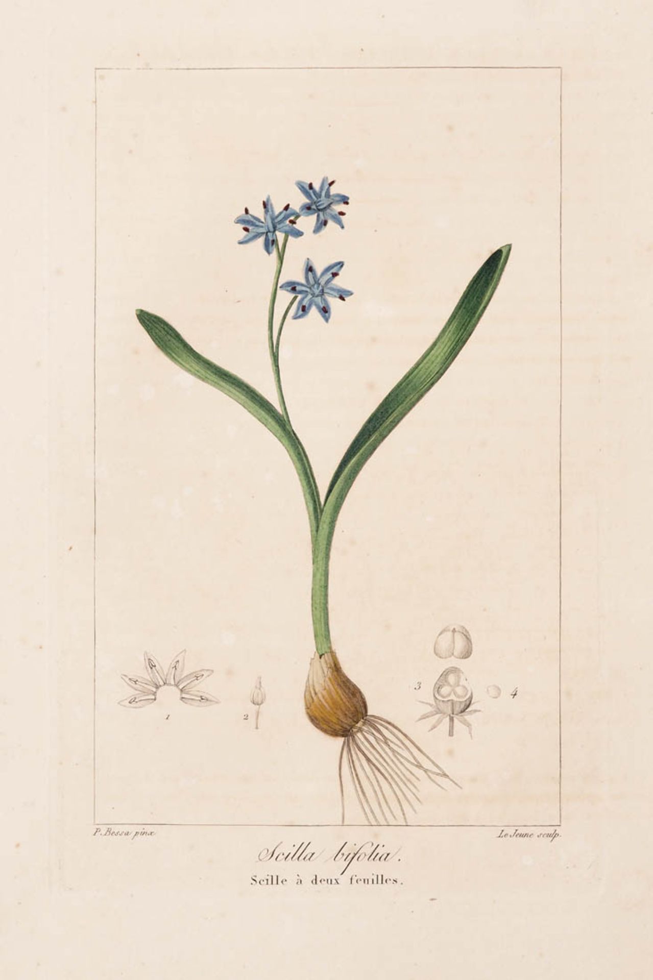 Bessa, Pancrace, 1772 - 1846 Schüler von Redouté. Fünf kolorierte Pflanzenstiche aus "Nouveau - Bild 8 aus 8