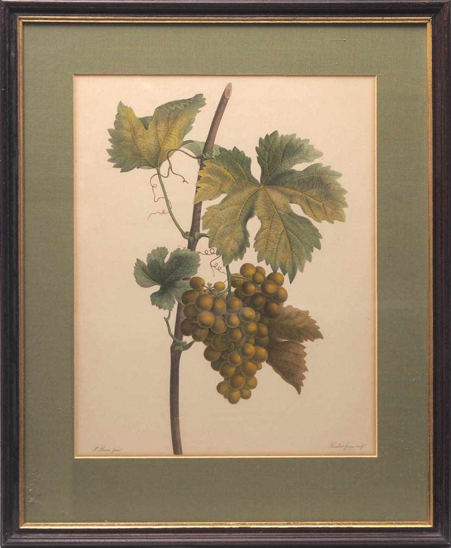 Bessa, Pancrace, 1772 - 1846 Weinranke mit Laub und Traube. Kolorierter Punktierstich, gestochen von