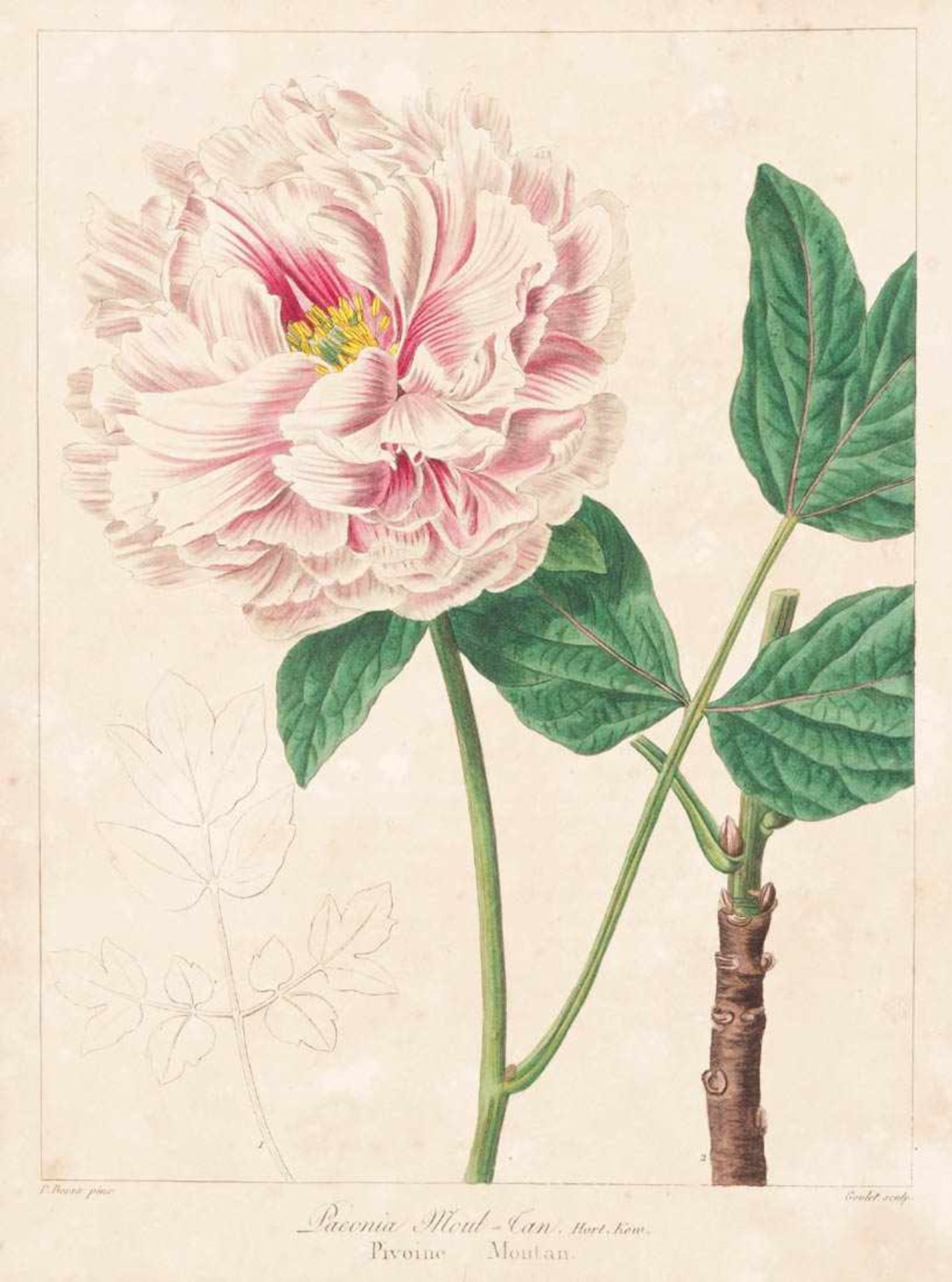 Bessa, Pancrace, 1772 - 1846 Schüler von Redouté. Fünf kolorierte Pflanzenstiche aus "Nouveau - Bild 7 aus 7
