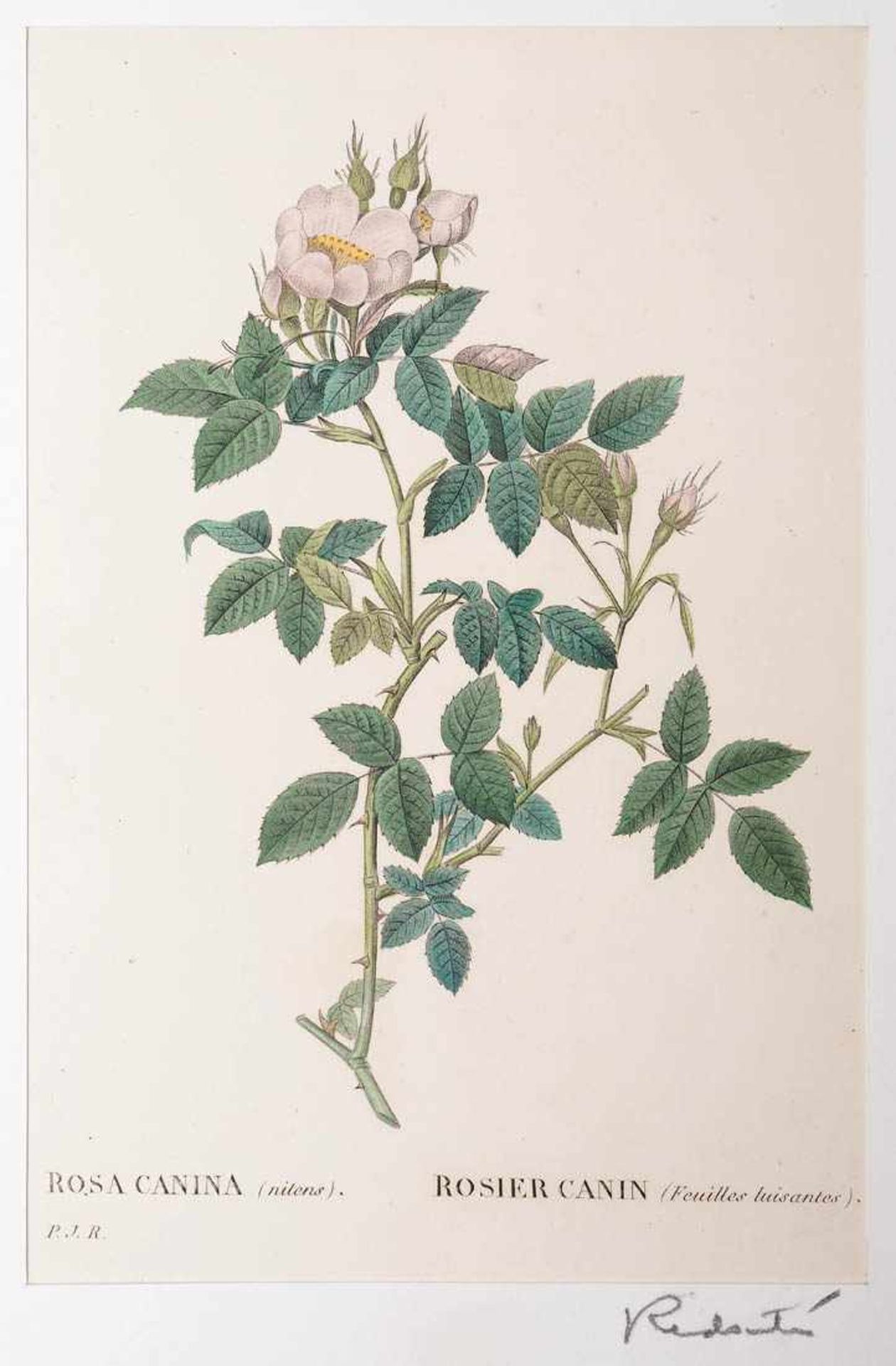 Redouté, Pierre-Joseph, 1759 - 1840 Drei unterschiedliche Stiche von Rosen. Altkoloriert, links - Image 3 of 3