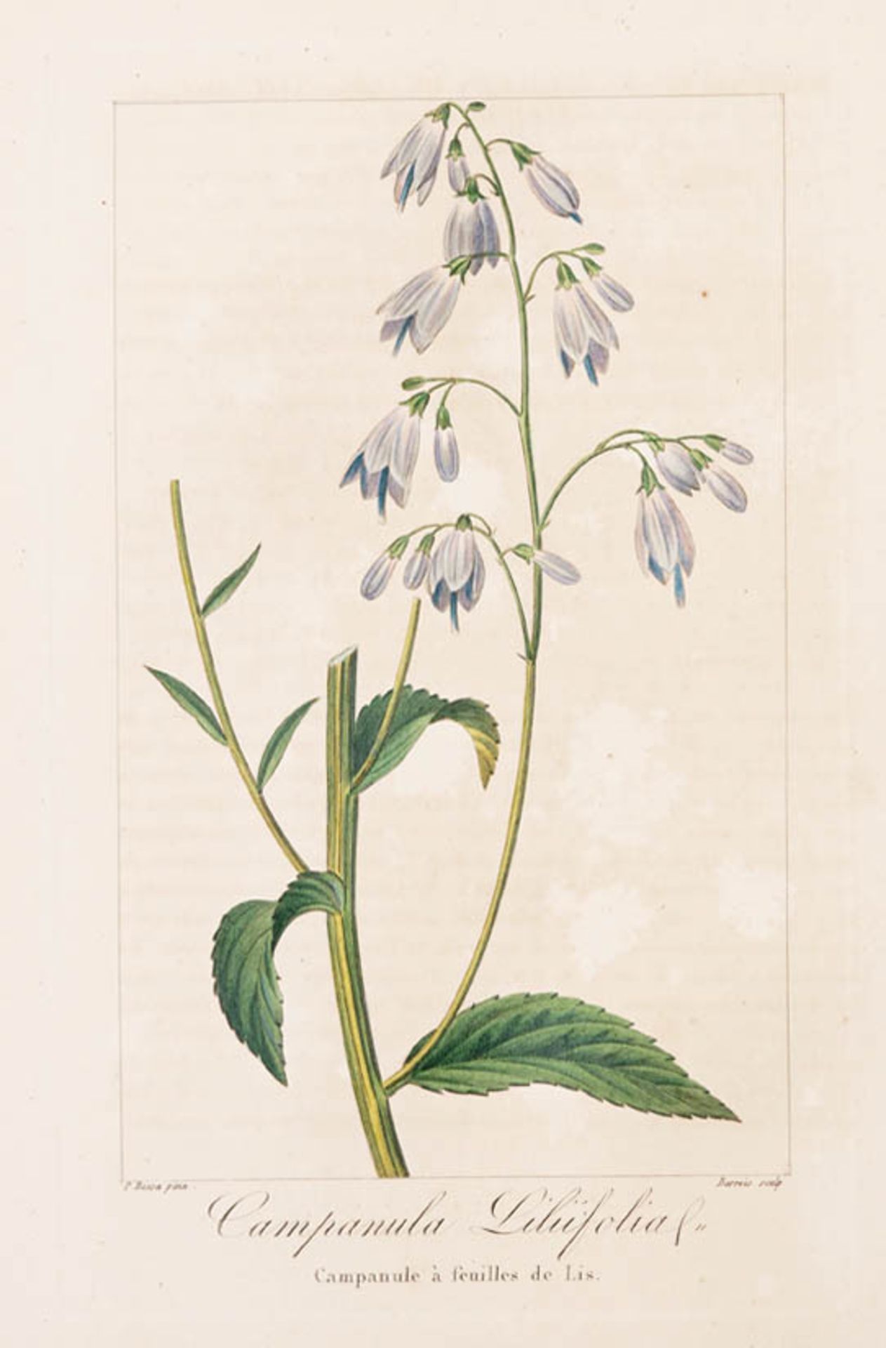 Bessa, Pancrace, 1772 - 1846 Schüler von Redouté. Fünf kolorierte Pflanzenstiche aus "Nouveau - Bild 5 aus 5