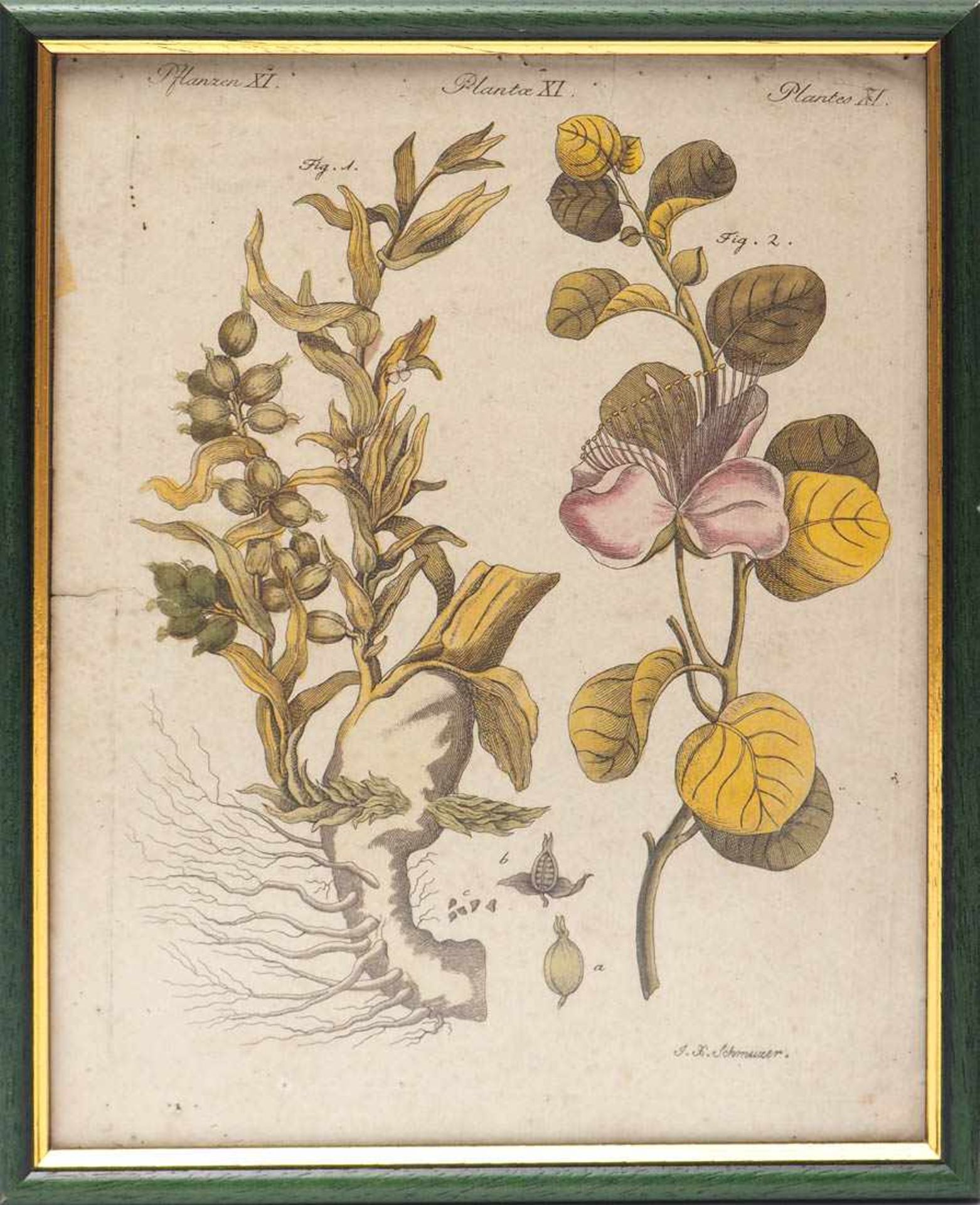 Schmuzer, Jakob Matthias, 1733 - 1811 Pflanzenstich, dazu ein ähnlicher. Altkoloriert, als - Image 2 of 4