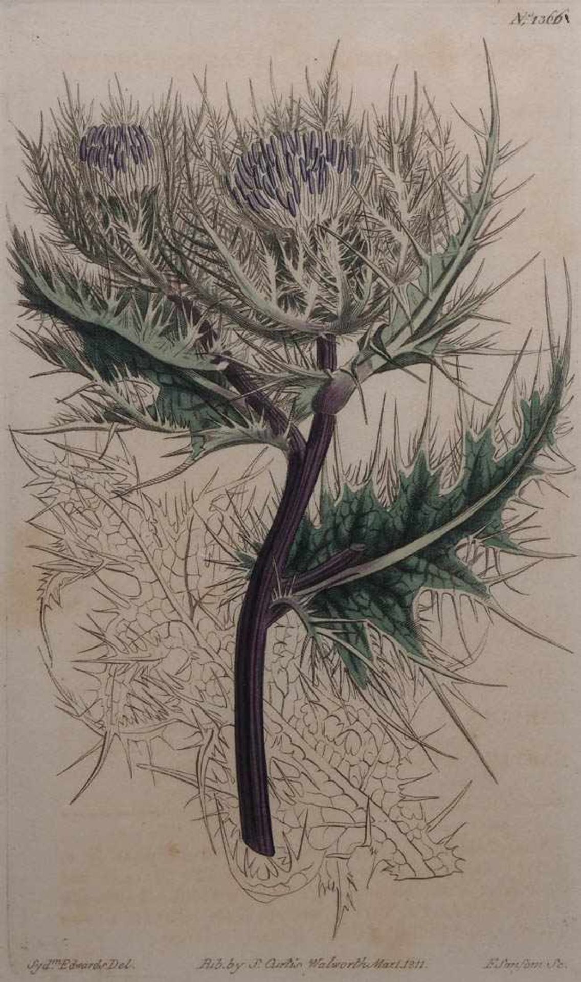 Zwei Pflanzenstiche, England, 19.Jhdt. Gestochen von F. Sanforn. Als Pendants ger. Innenmaß des - Image 2 of 7