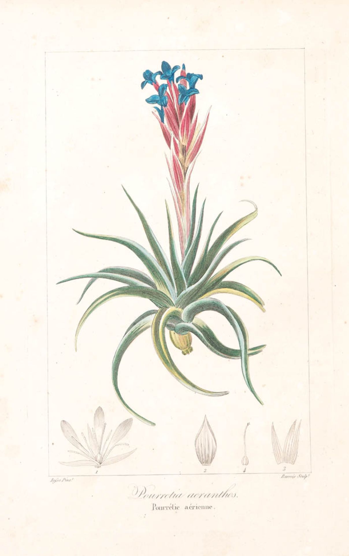 Bessa, Pancrace, 1772 - 1846 Schüler von Redouté. Fünf kolorierte Pflanzenstiche aus "Nouveau - Bild 4 aus 7