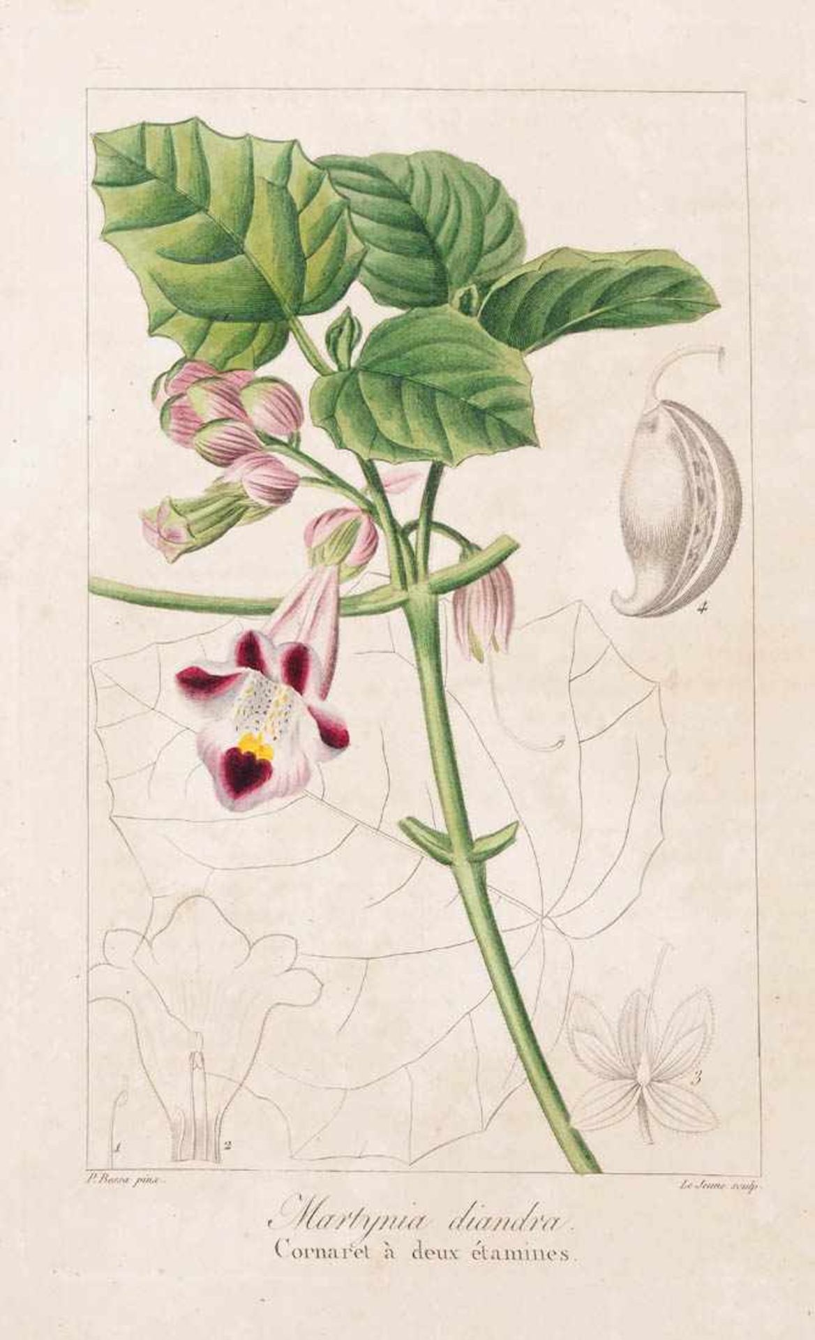 Bessa, Pancrace, 1772 - 1846 Schüler von Redouté. Fünf kolorierte Pflanzenstiche aus "Nouveau - Bild 9 aus 9