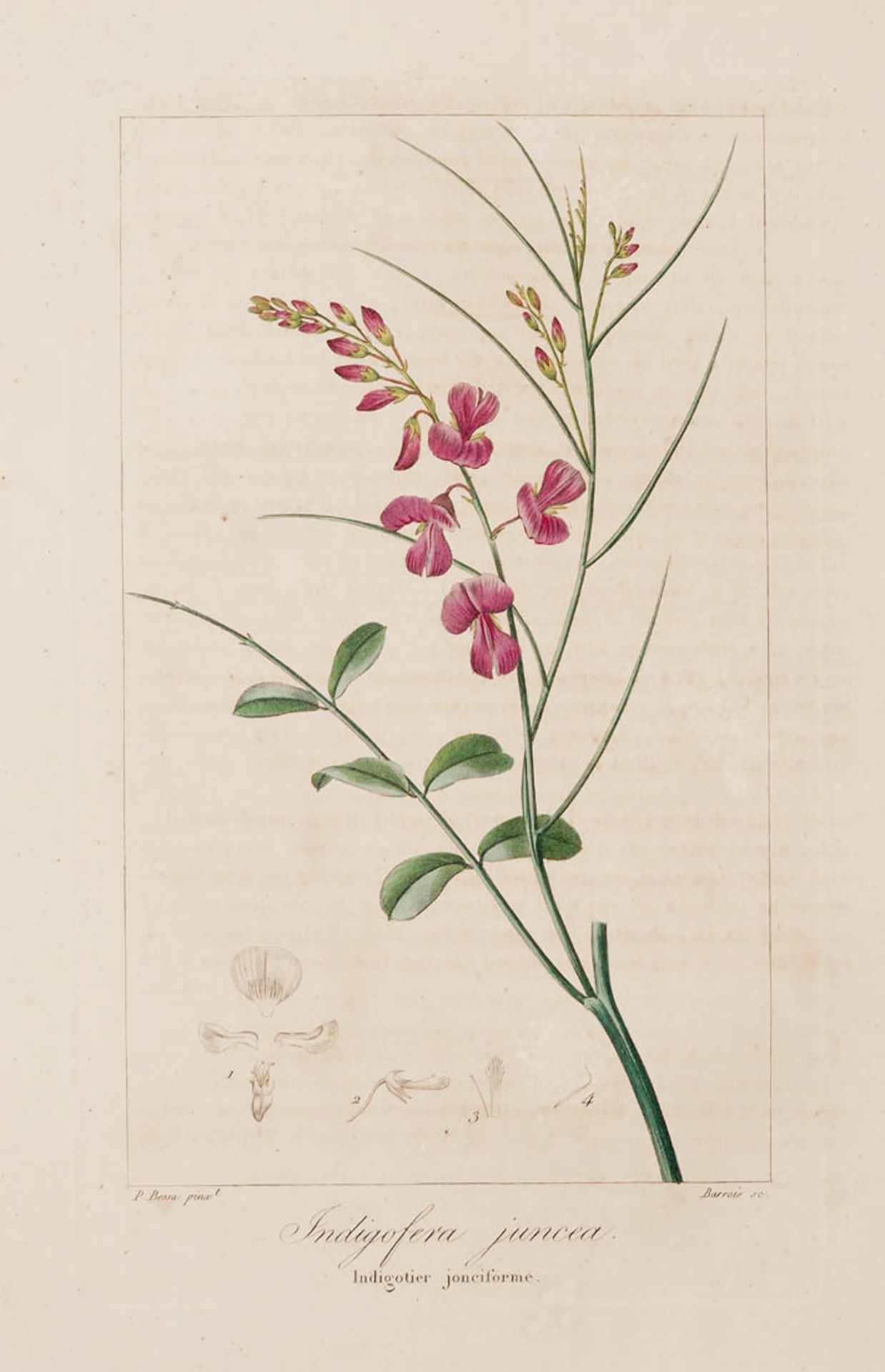 Bessa, Pancrace, 1772 - 1846 Schüler von Redouté. Fünf kolorierte Pflanzenstiche aus "Nouveau - Bild 5 aus 8