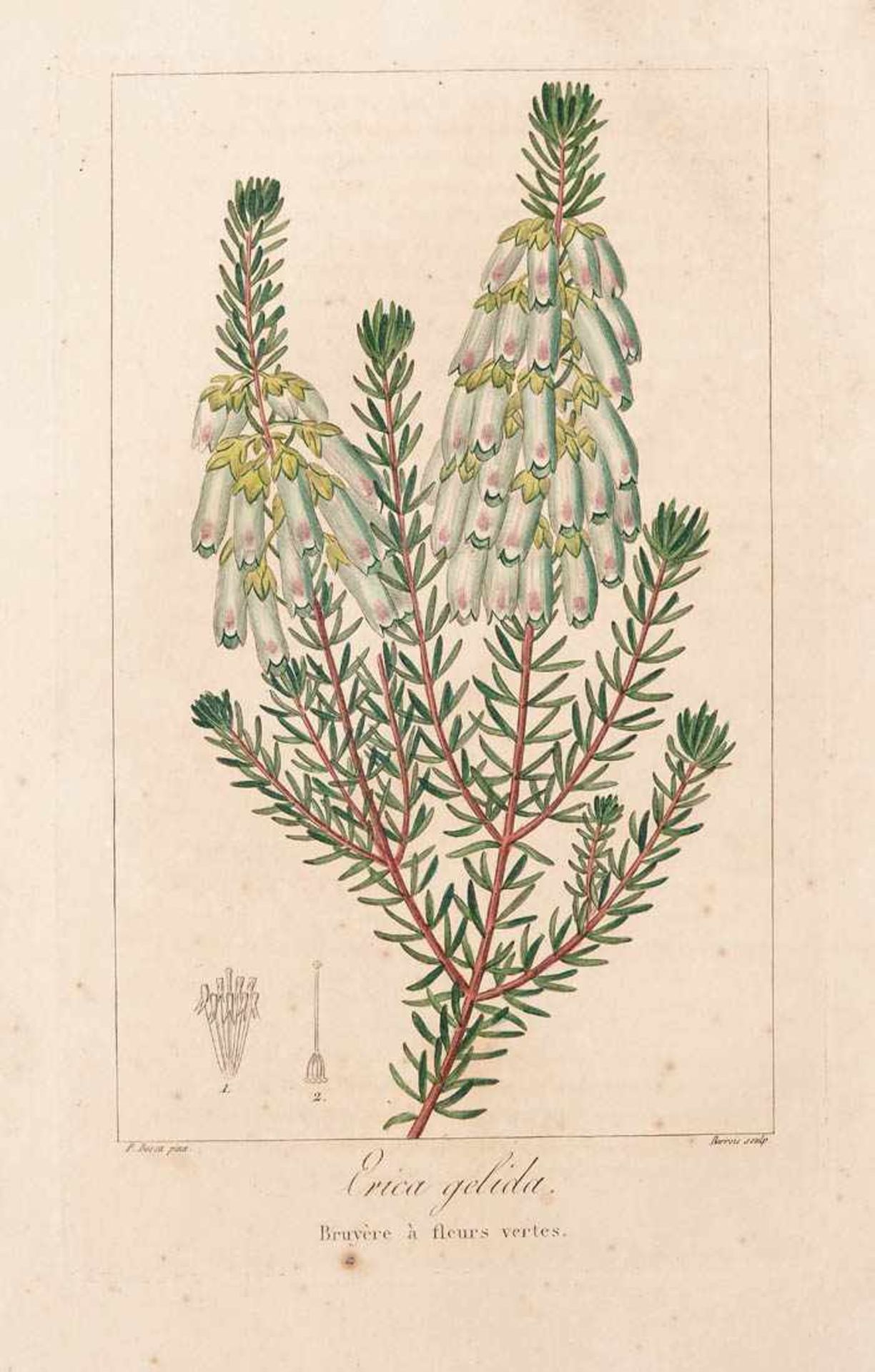 Bessa, Pancrace, 1772 - 1846 Schüler von Redouté. Fünf kolorierte Pflanzenstiche aus "Nouveau - Bild 6 aus 8