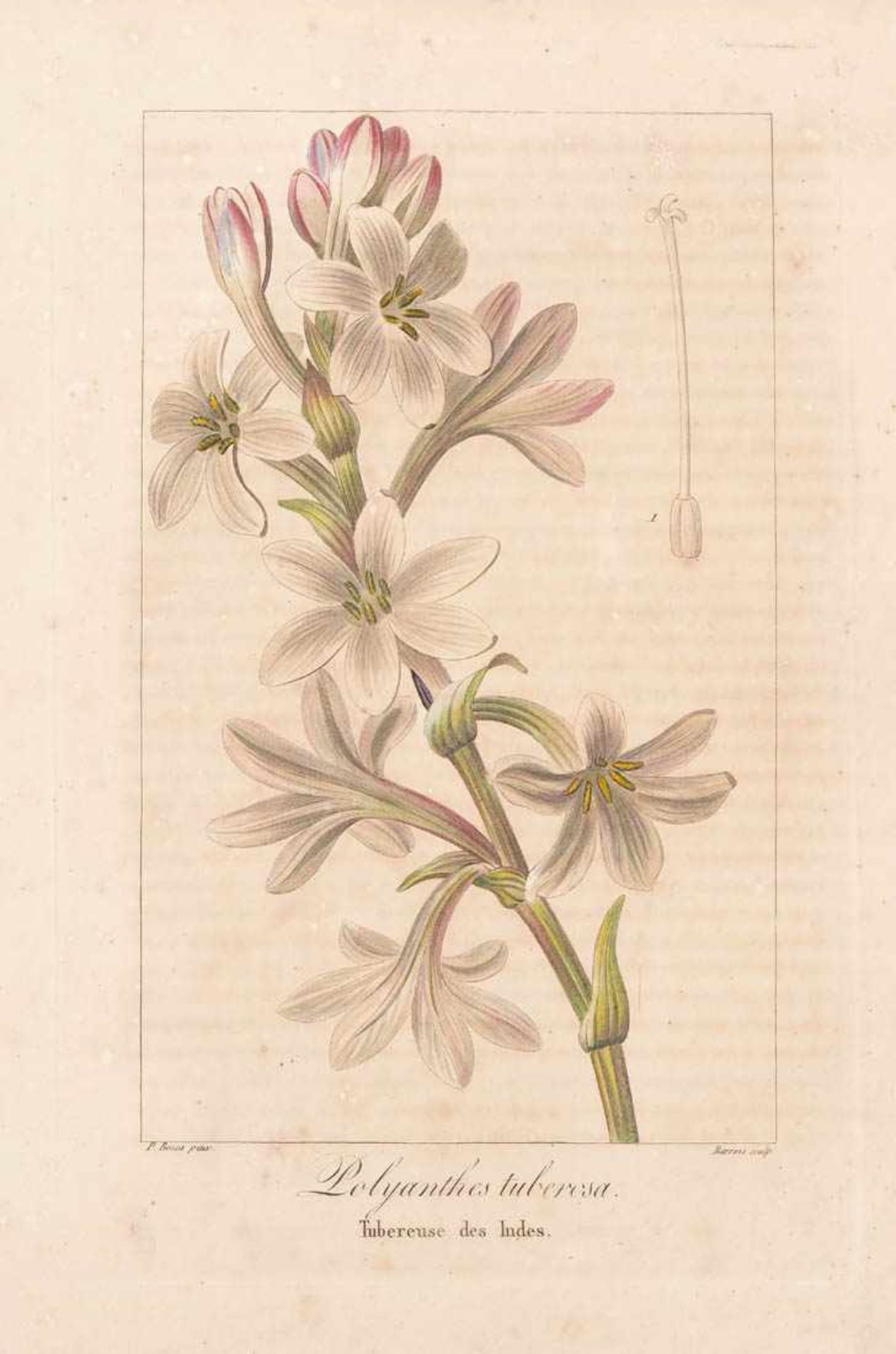 Bessa, Pancrace, 1772 - 1846 Schüler von Redouté. Fünf kolorierte Pflanzenstiche aus "Nouveau - Bild 2 aus 9