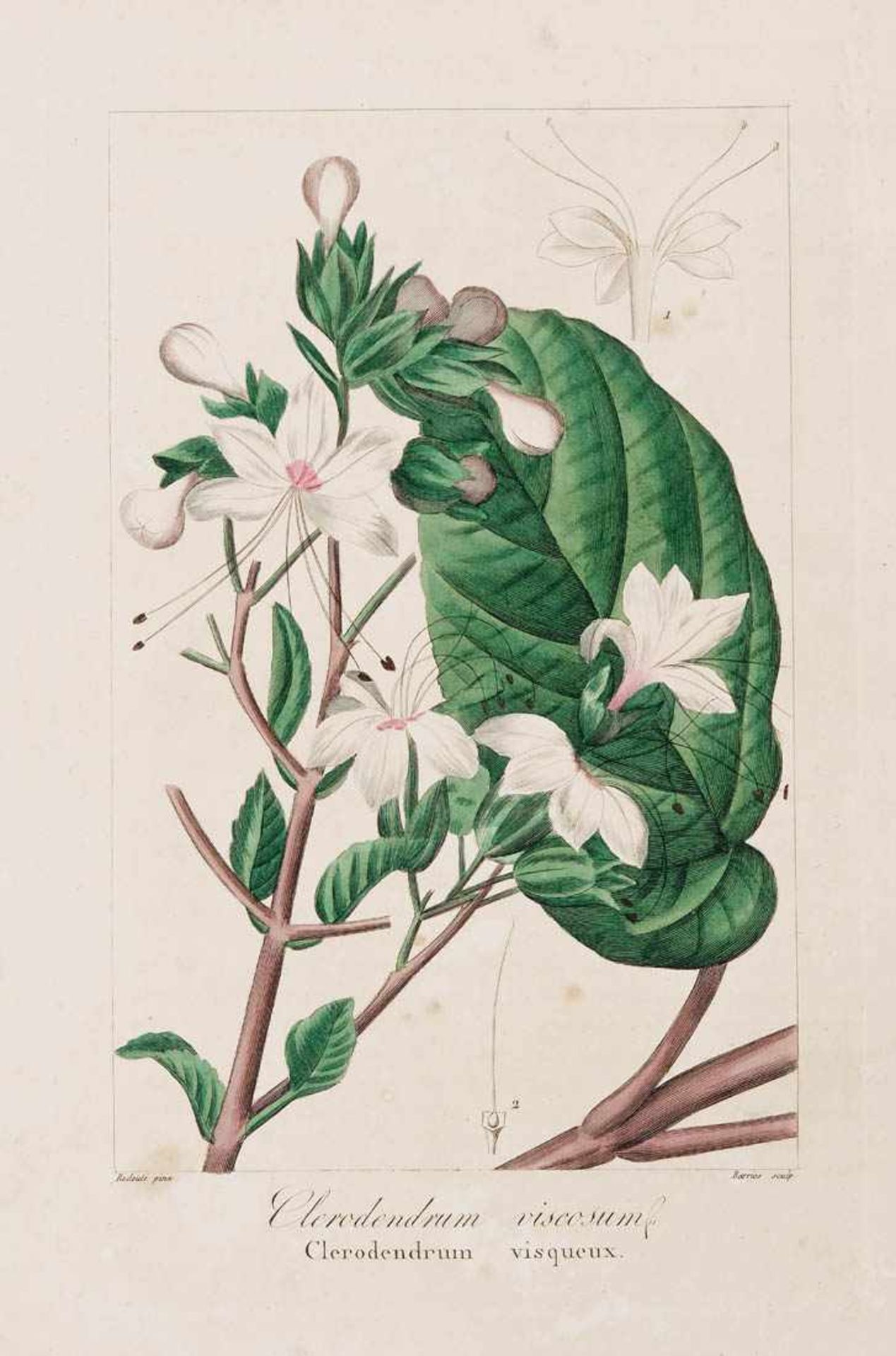 Bessa, Pancrace, 1772 - 1846 Schüler von Redouté. Fünf kolorierte Pflanzenstiche aus "Nouveau - Bild 8 aus 8