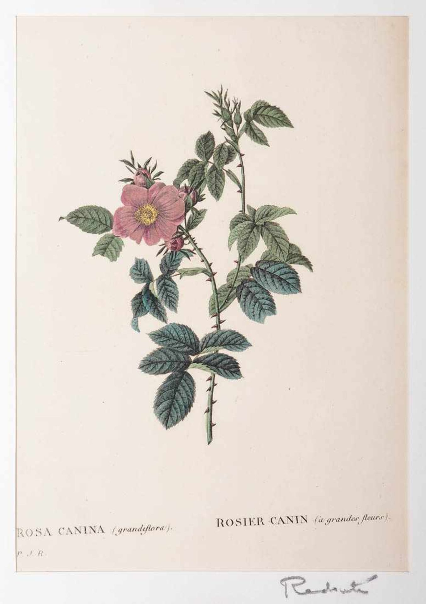Redouté, Pierre-Joseph, 1759 - 1840 Drei unterschiedliche Stiche von Rosen. Altkoloriert, links - Image 2 of 3