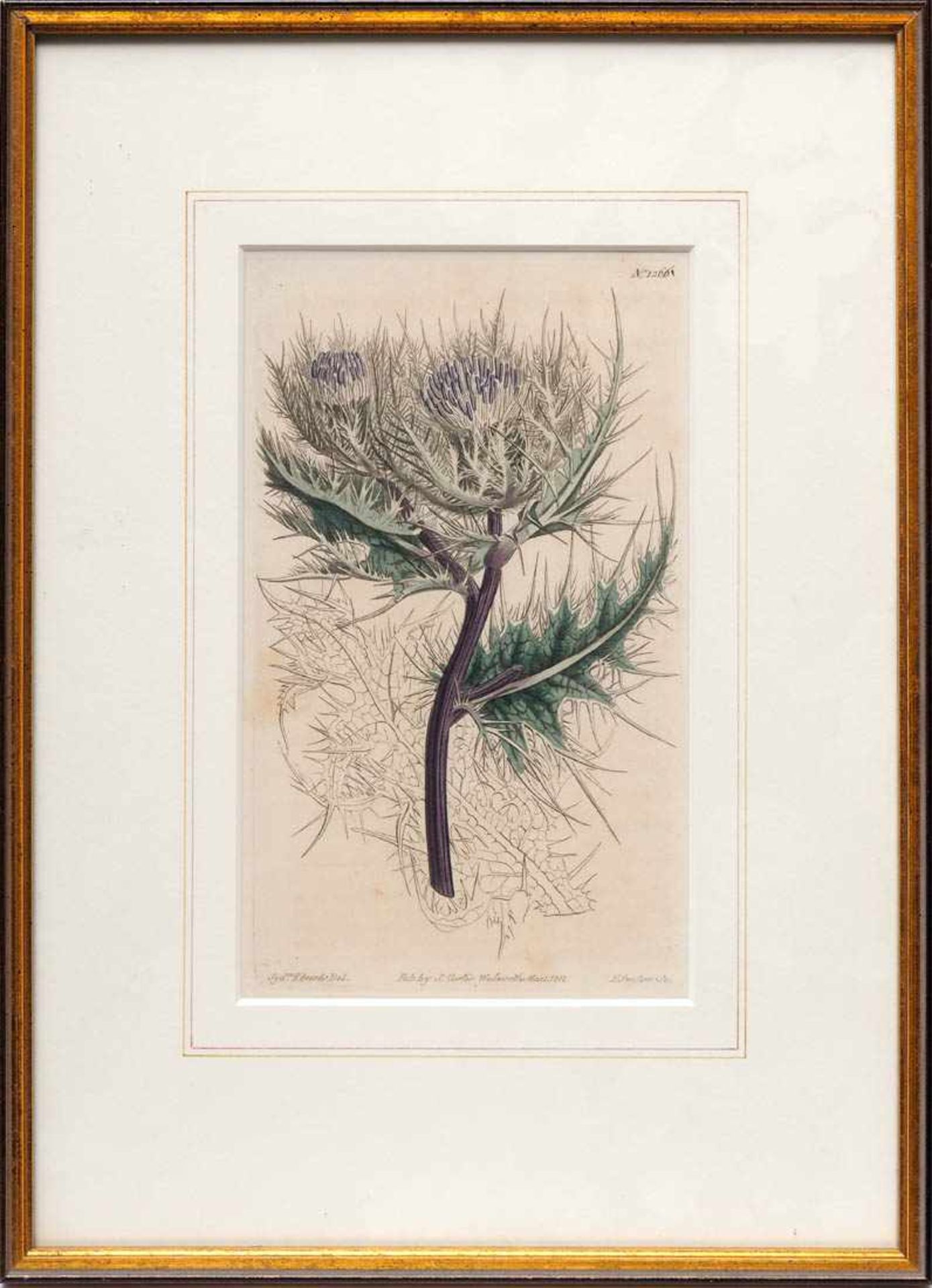 Zwei Pflanzenstiche, England, 19.Jhdt. Gestochen von F. Sanforn. Als Pendants ger. Innenmaß des