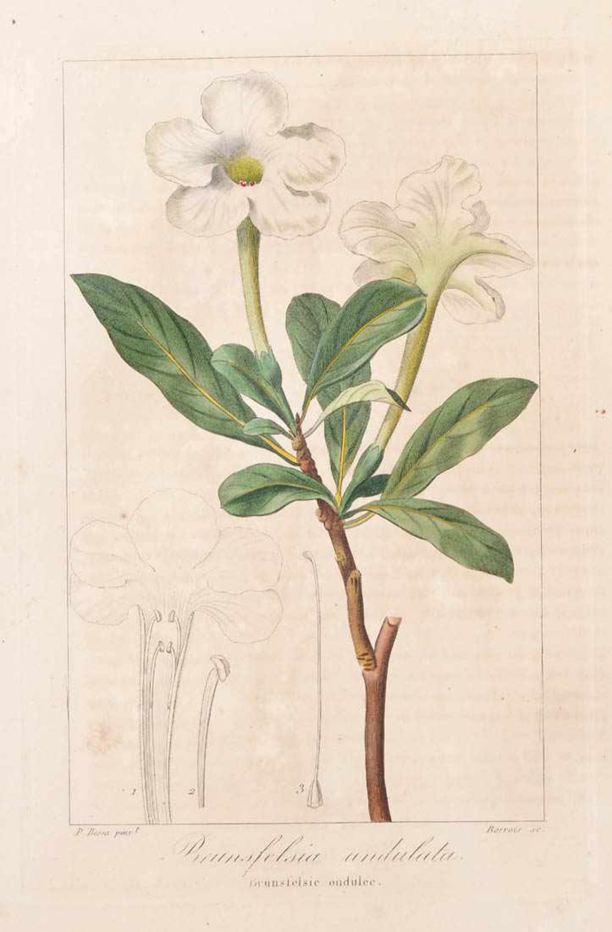 Bessa, Pancrace, 1772 - 1846 Schüler von Redouté. Fünf kolorierte Pflanzenstiche aus "Nouveau - Bild 3 aus 7