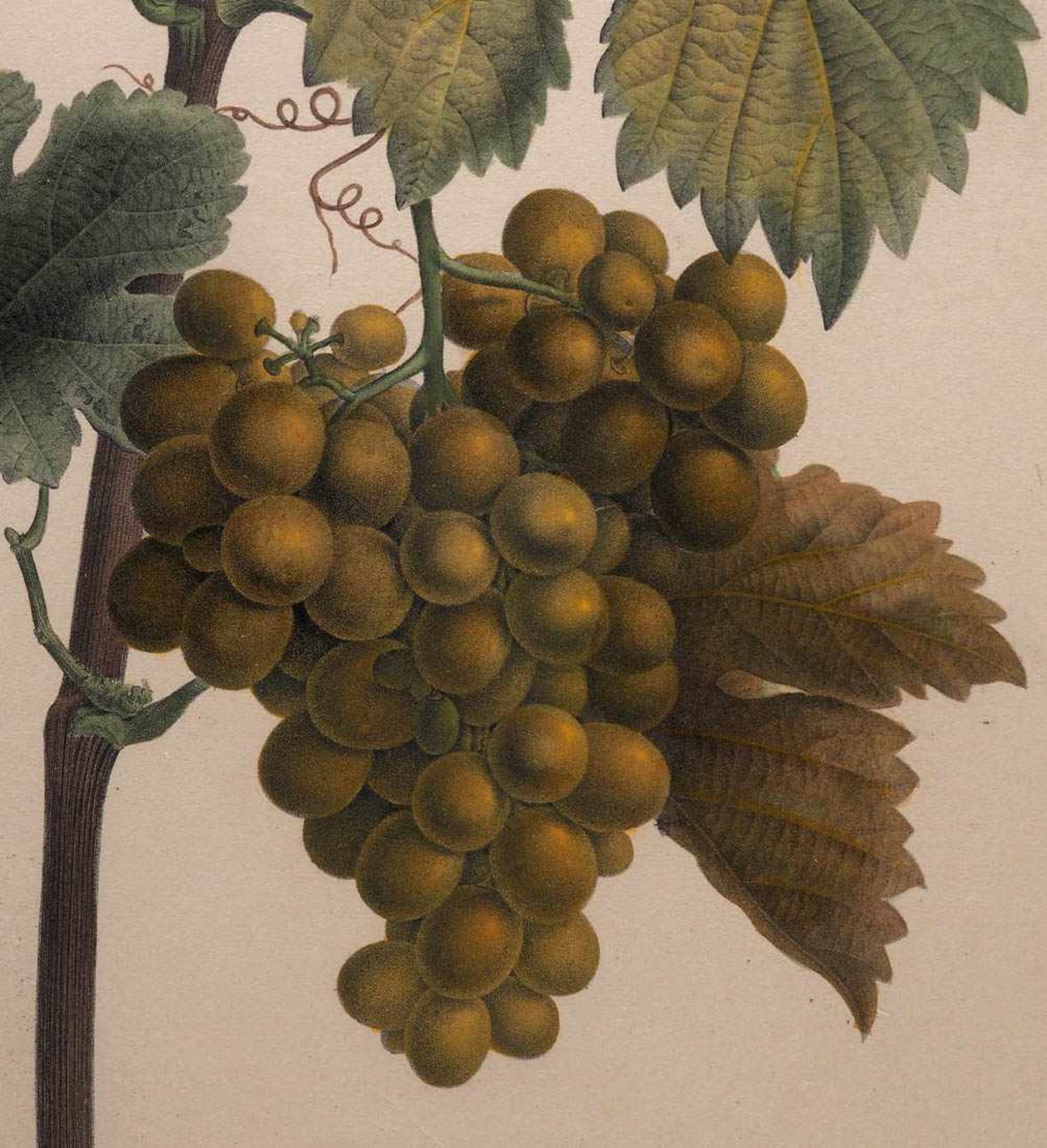 Bessa, Pancrace, 1772 - 1846 Weinranke mit Laub und Traube. Kolorierter Punktierstich, gestochen von - Bild 2 aus 4