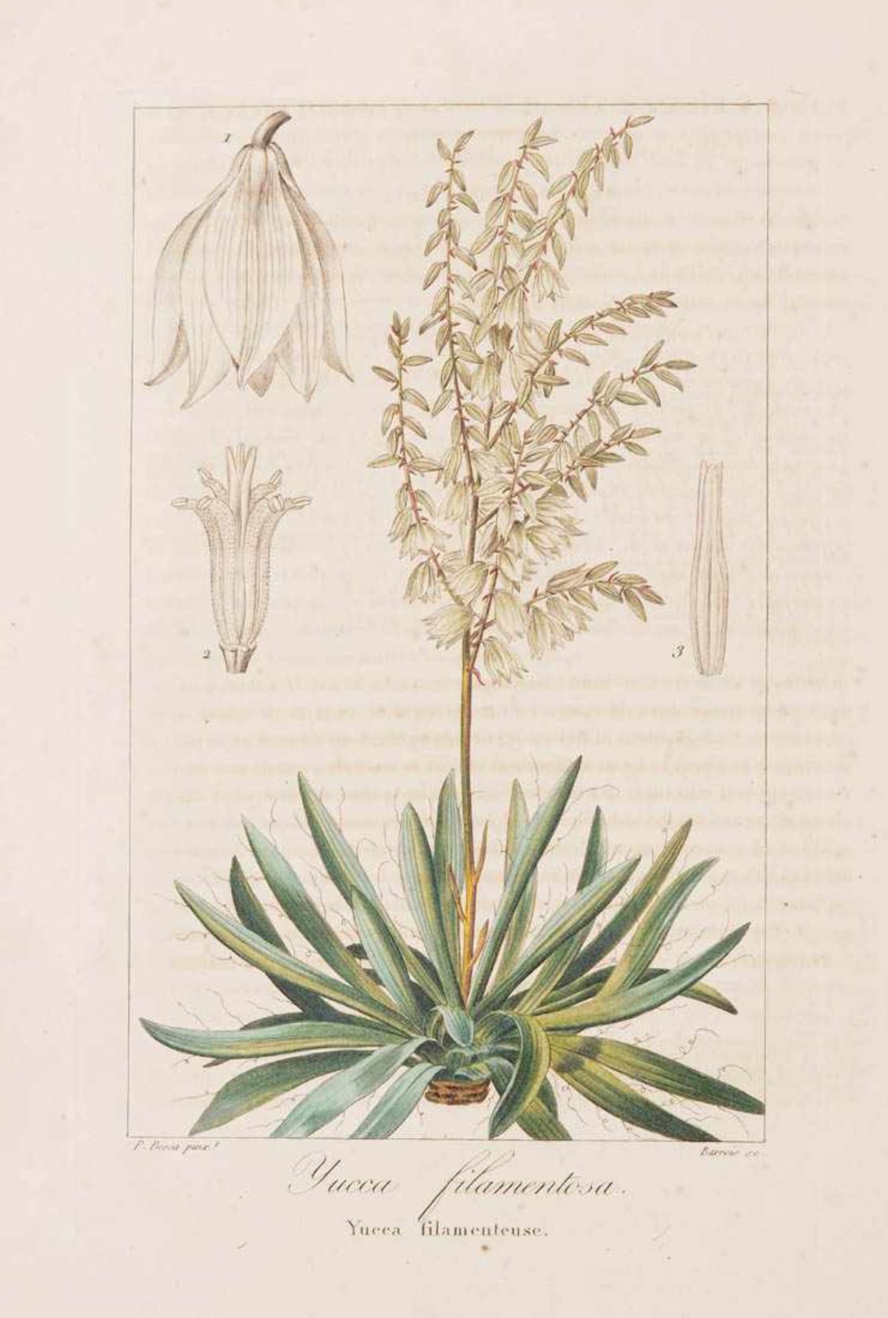 Bessa, Pancrace, 1772 - 1846 Schüler von Redouté. Fünf kolorierte Pflanzenstiche aus "Nouveau - Bild 7 aus 7